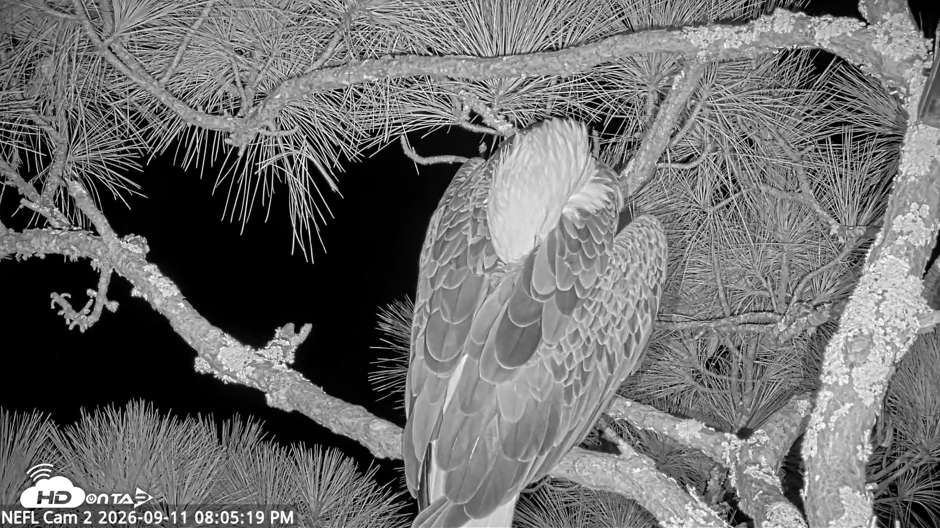 Snapshot of NE Florida Eagles Live Webcam taken Sep 11, 2026, 8:06pm EDT