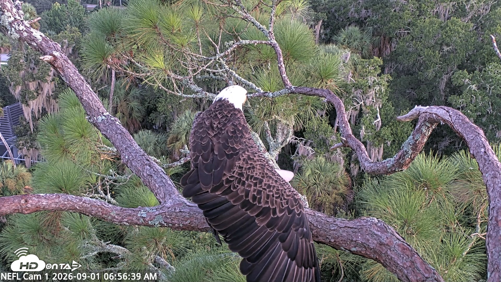 Snapshot of NE Florida Eagles Live Webcam taken Sep 1, 2026, 6:57am EDT