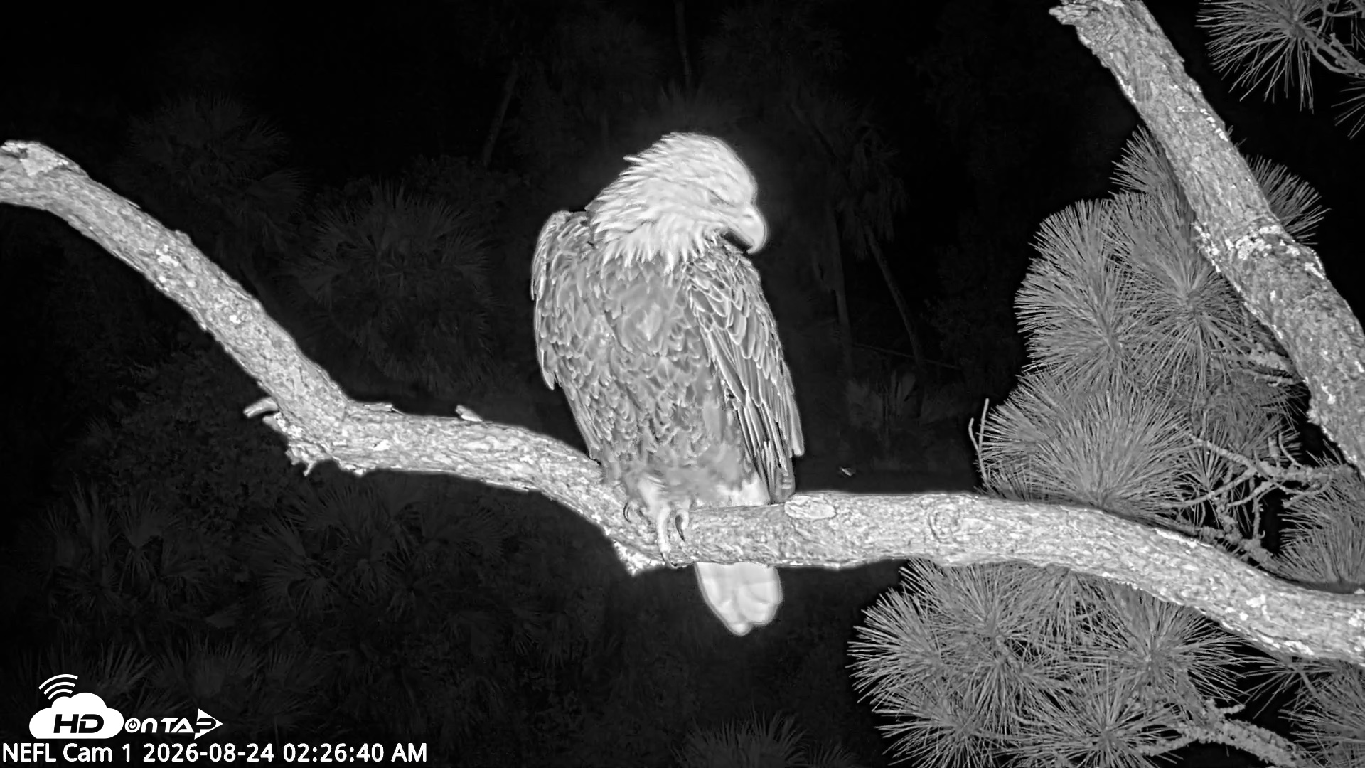 Snapshot of NE Florida Eagles Live Webcam taken Aug 24, 2026, 2:27am EDT