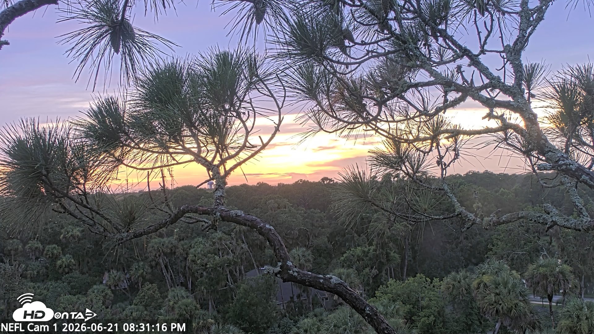 Snapshot of NE Florida Eagles Live Webcam taken Jun 21, 2026, 8:32pm EDT