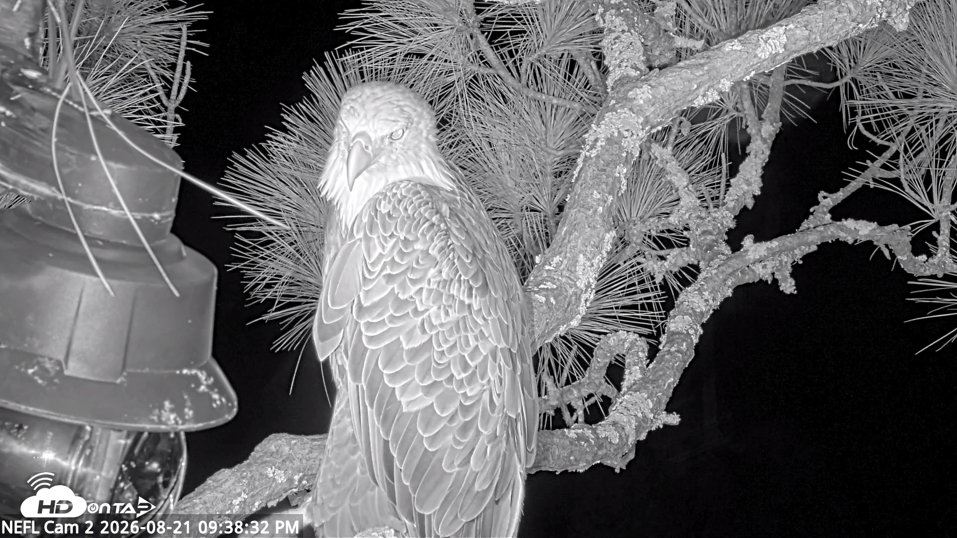 Snapshot of NE Florida Eagles Live Webcam taken Aug 21, 2026, 9:39pm EDT