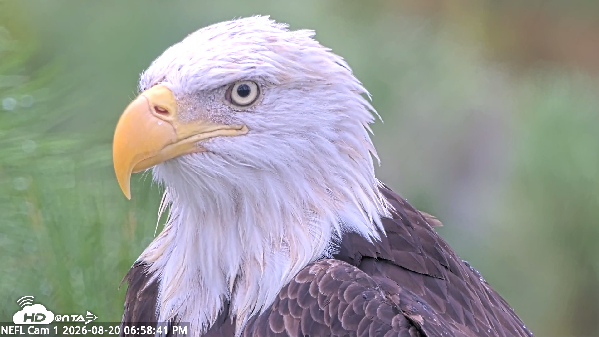 Snapshot of NE Florida Eagles Live Webcam taken Aug 20, 2026, 6:59pm EDT