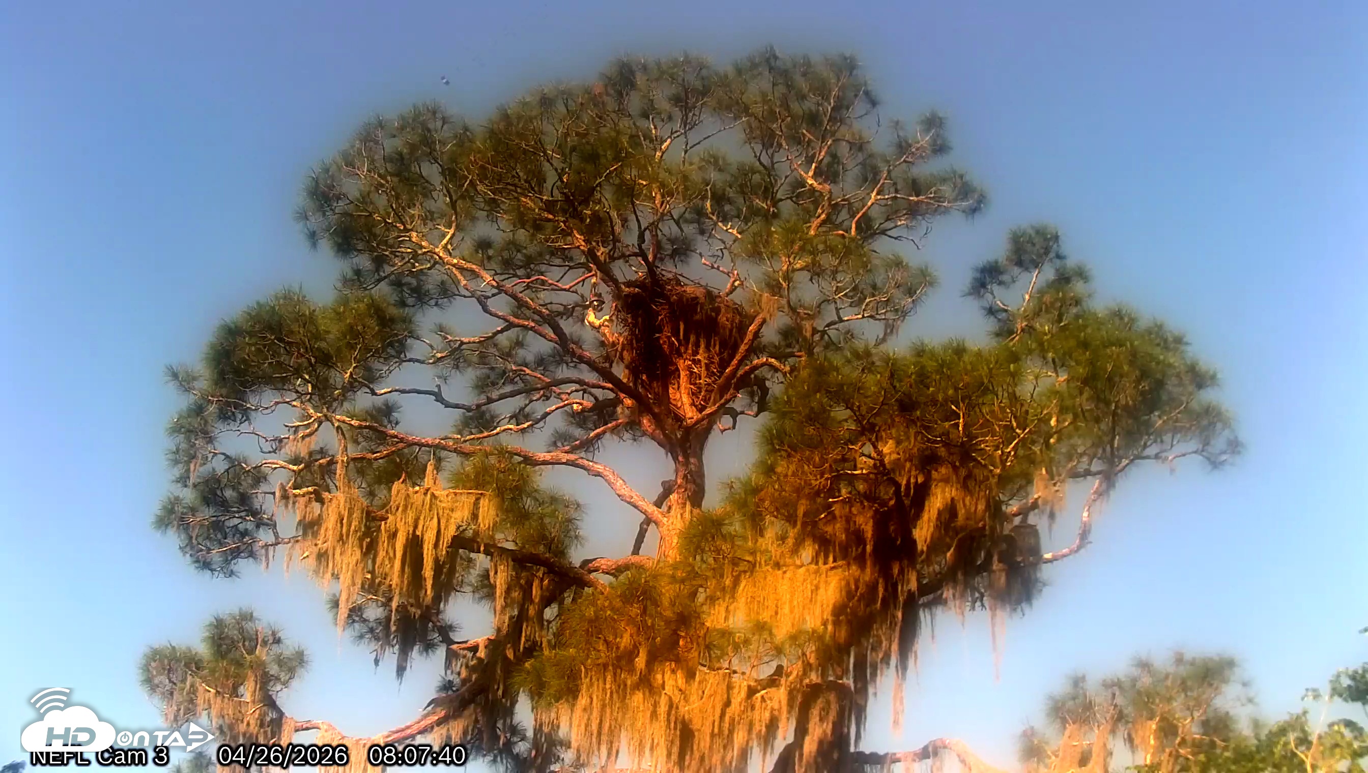 Snapshot of NE Florida Eagles Live Webcam taken Apr 26, 2026, 8:09am EDT