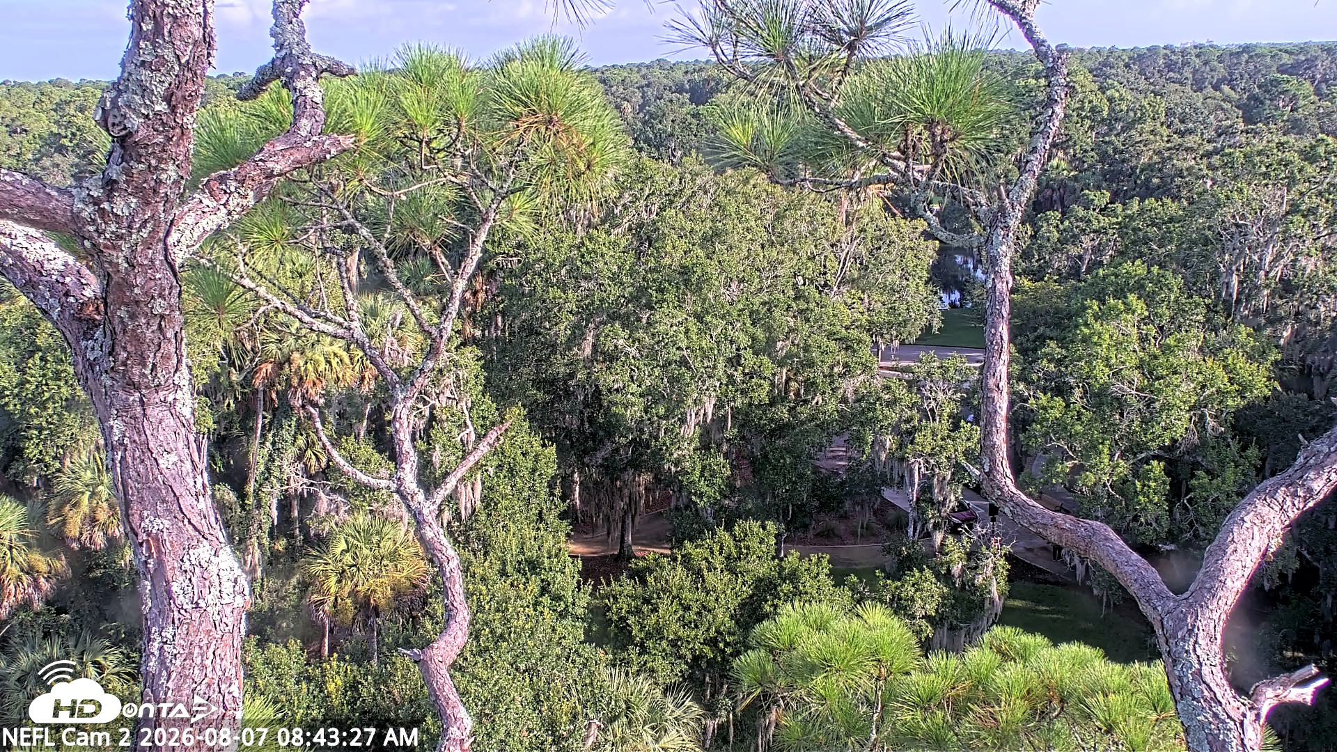Snapshot of NE Florida Eagles Live Webcam taken Aug 7, 2026, 8:44am EDT