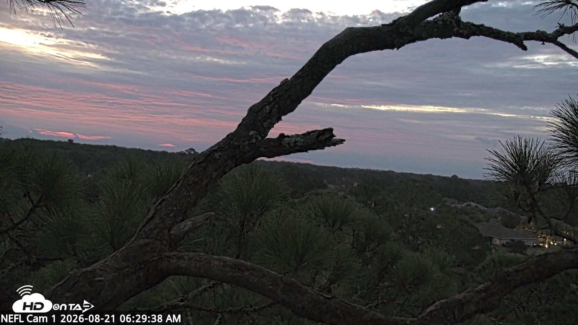Snapshot of NE Florida Eagles Live Webcam taken Aug 21, 2026, 6:33am EDT