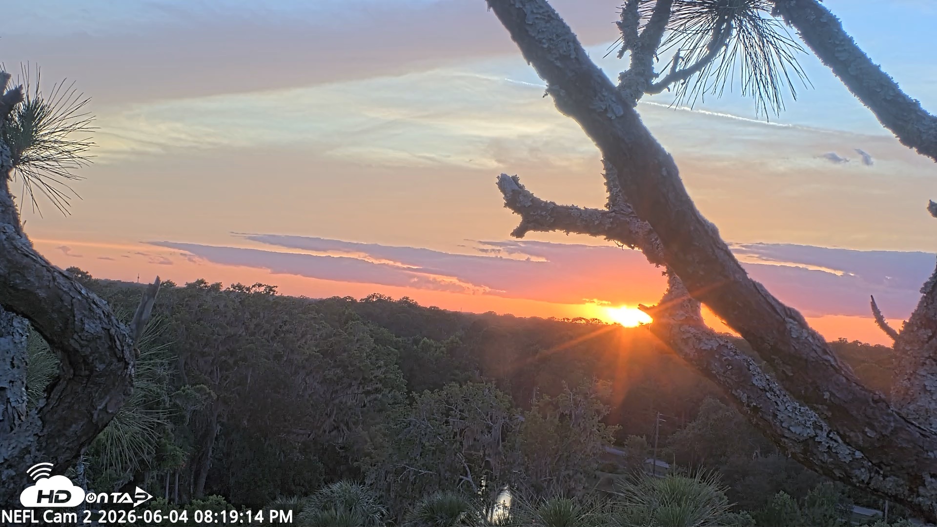 Snapshot of NE Florida Eagles Live Webcam taken Jun 4, 2026, 8:20pm EDT