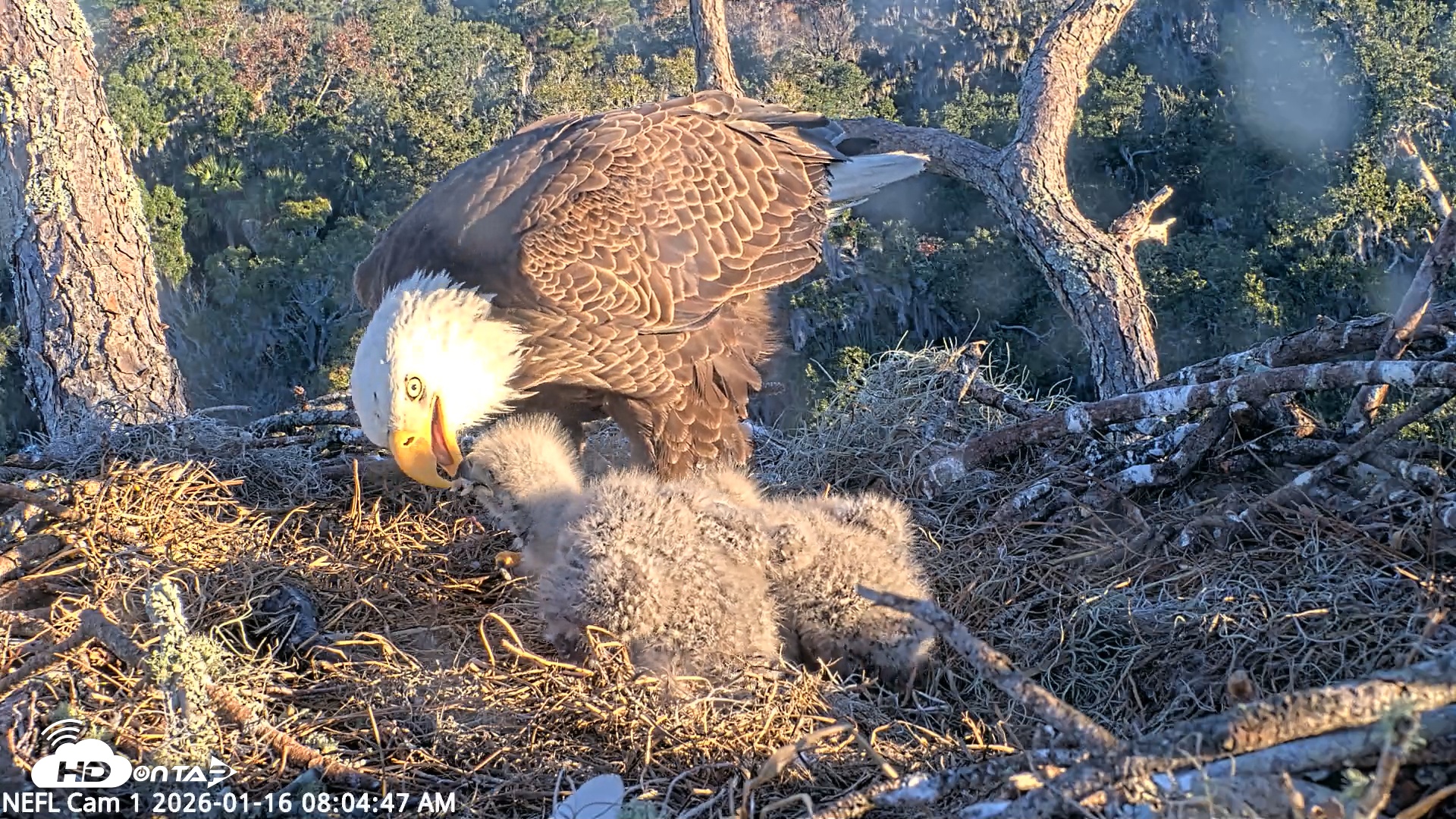 Snapshot of NE Florida Eagles Live Webcam taken Jan 16, 2026, 8:05am EST
