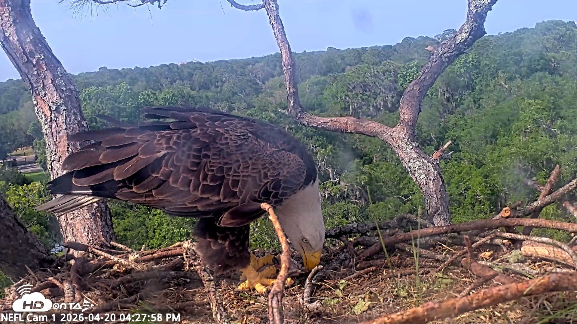 Snapshot of NE Florida Eagles Live Webcam taken Apr 20, 2026, 4:28pm EDT