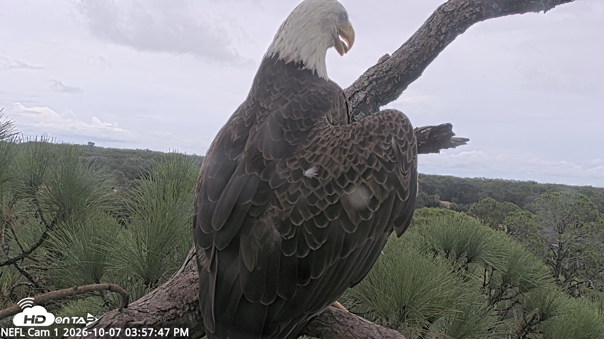 Snapshot of NE Florida Eagles Live Webcam taken Oct 7, 2026, 3:58pm EDT