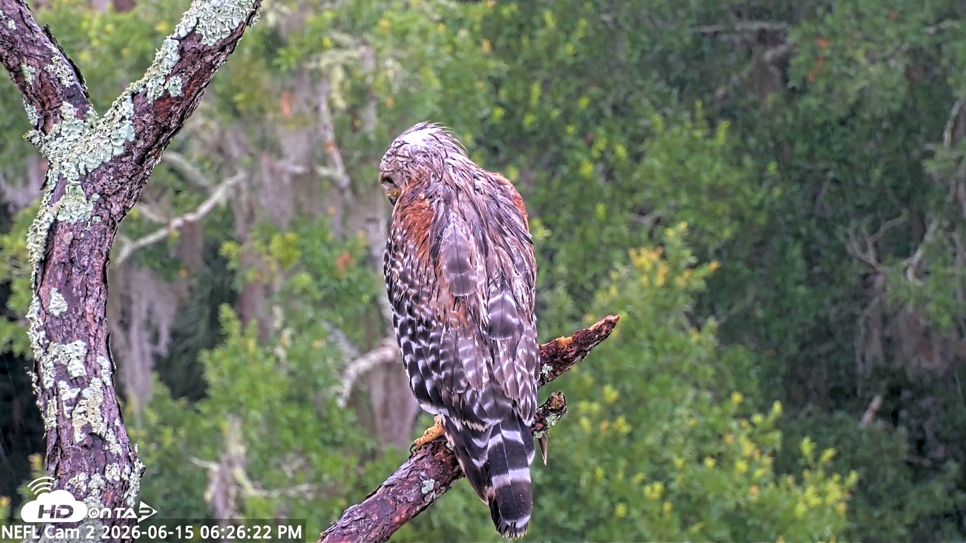 Snapshot of NE Florida Eagles Live Webcam taken Jun 15, 2026, 6:27pm EDT