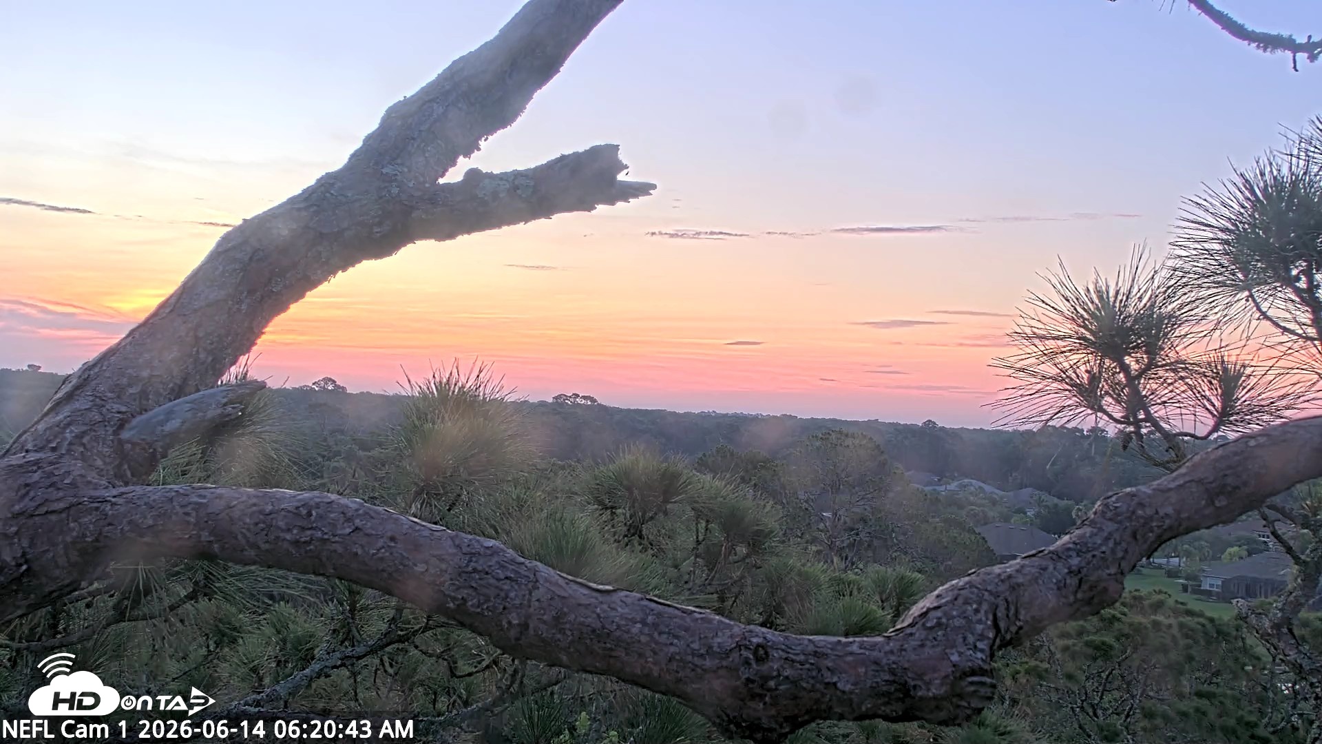 Snapshot of NE Florida Eagles Live Webcam taken Jun 14, 2026, 6:22am EDT