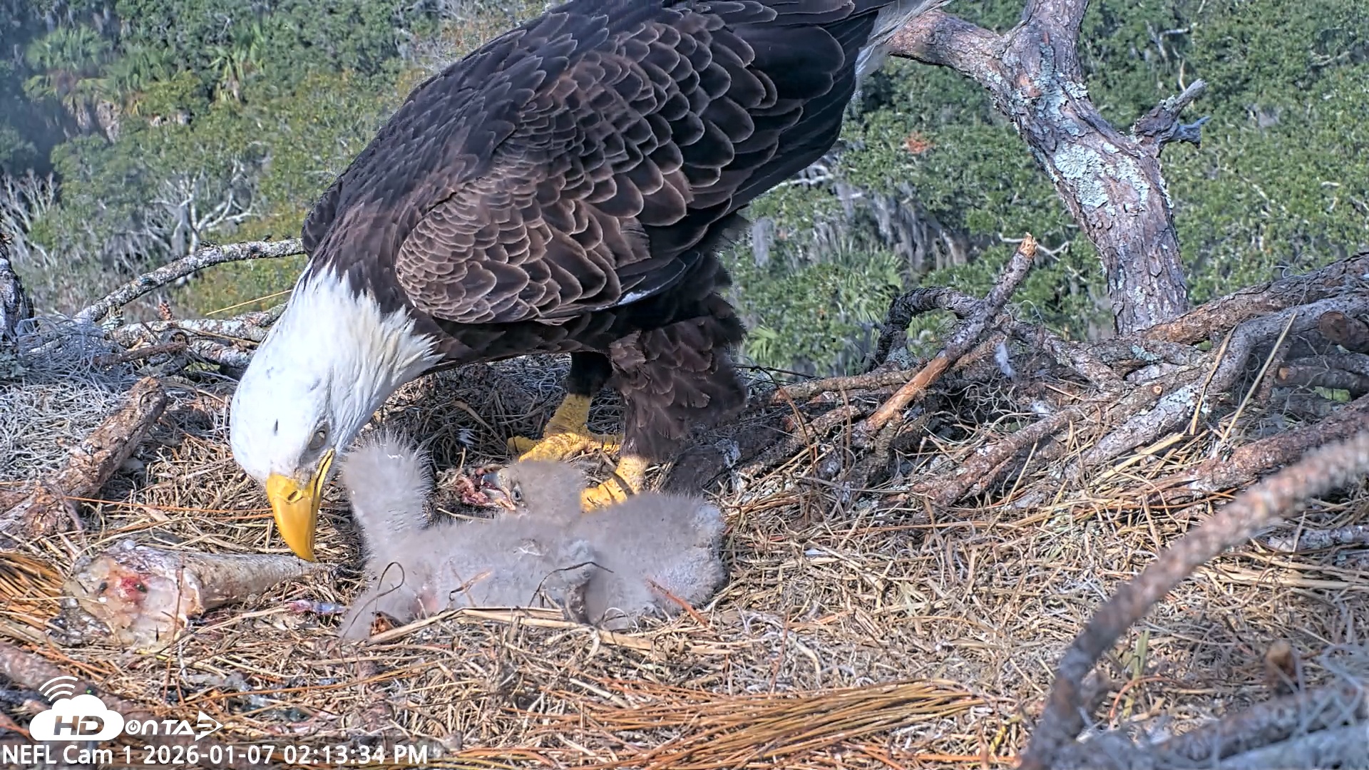 Snapshot of NE Florida Eagles Live Webcam taken Jan 7, 2026, 2:14pm EST