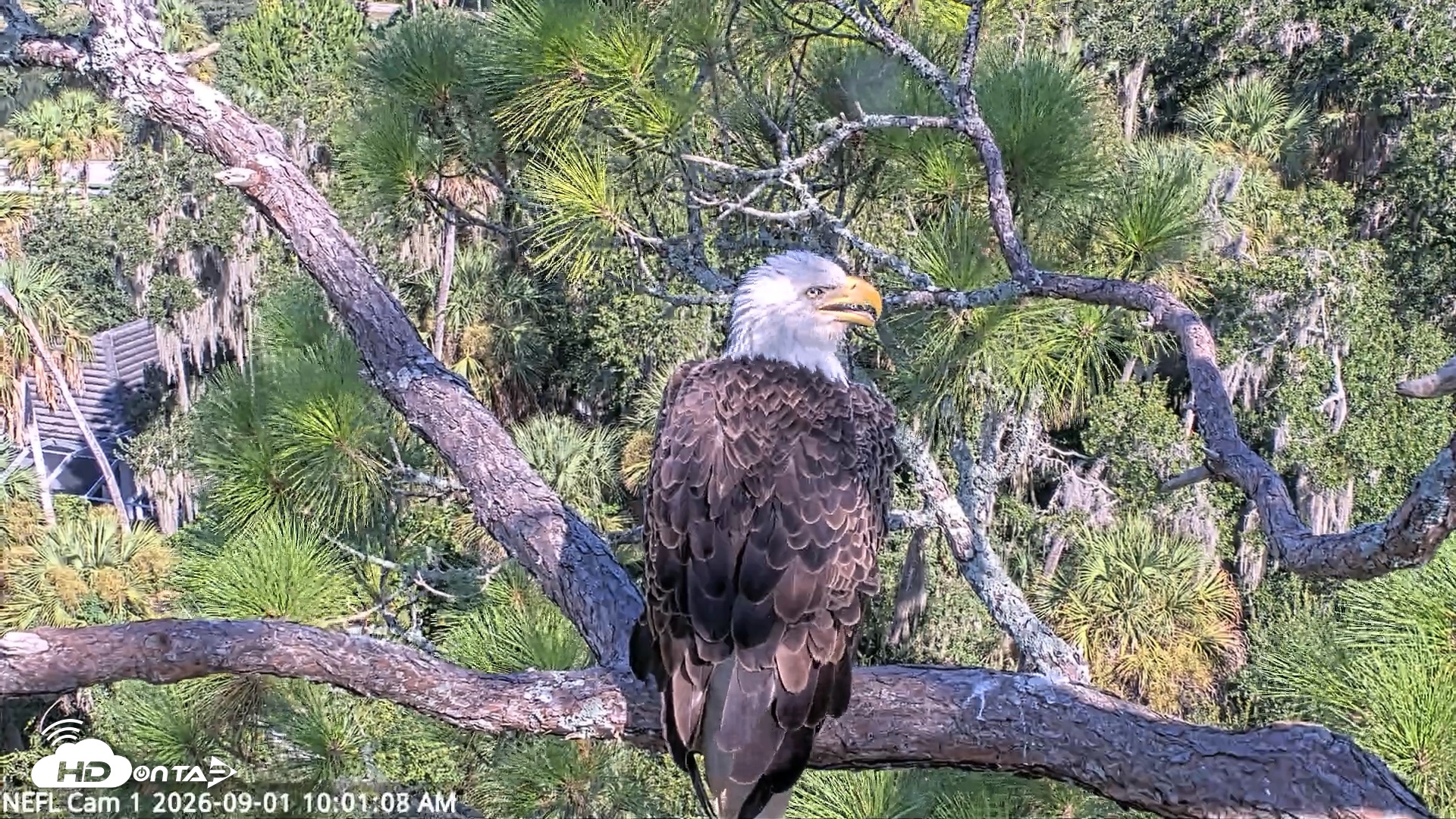 Snapshot of NE Florida Eagles Live Webcam taken Sep 1, 2026, 10:01am EDT