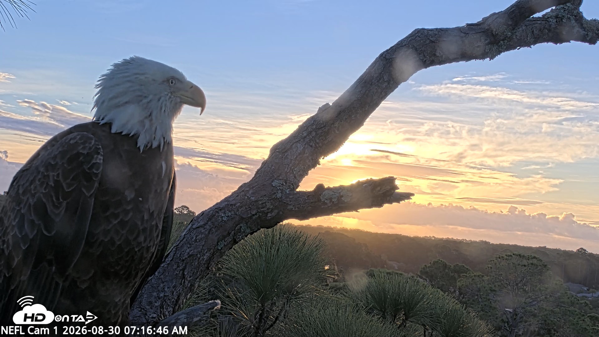 Snapshot of NE Florida Eagles Live Webcam taken Aug 30, 2026, 7:17am EDT