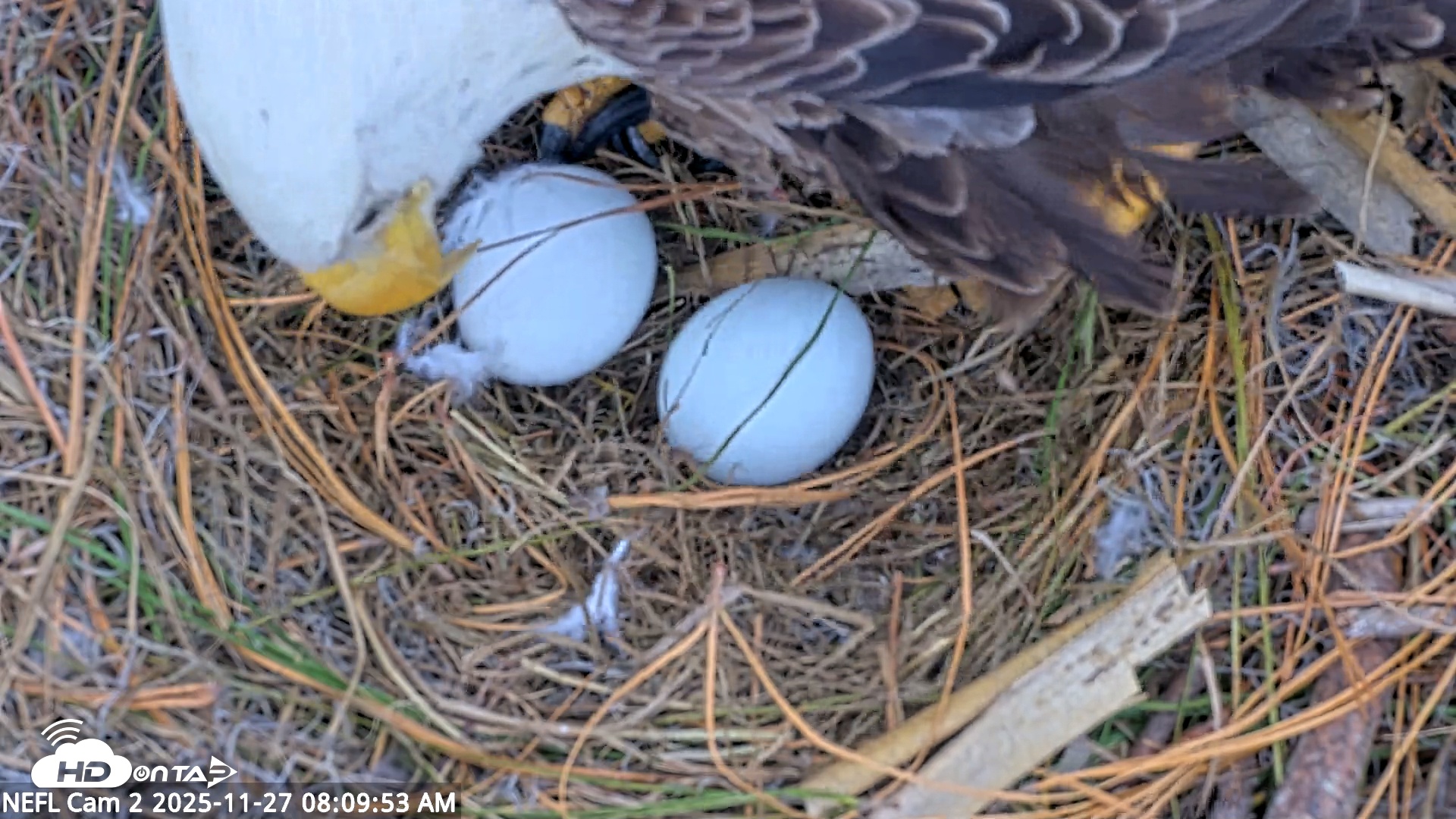 Snapshot of NE Florida Eagles Live Webcam taken Nov 27, 2025, 8:10am EST