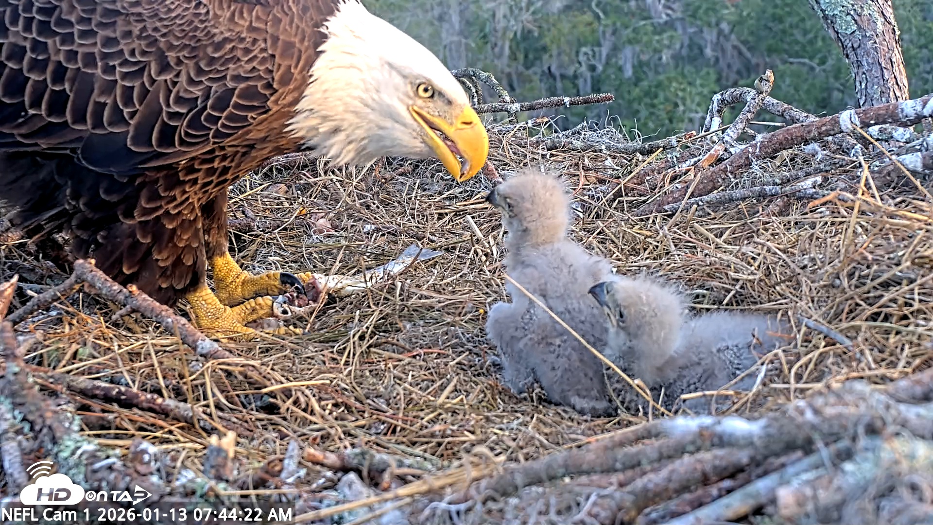 Snapshot of NE Florida Eagles Live Webcam taken Jan 13, 2026, 7:45am EST