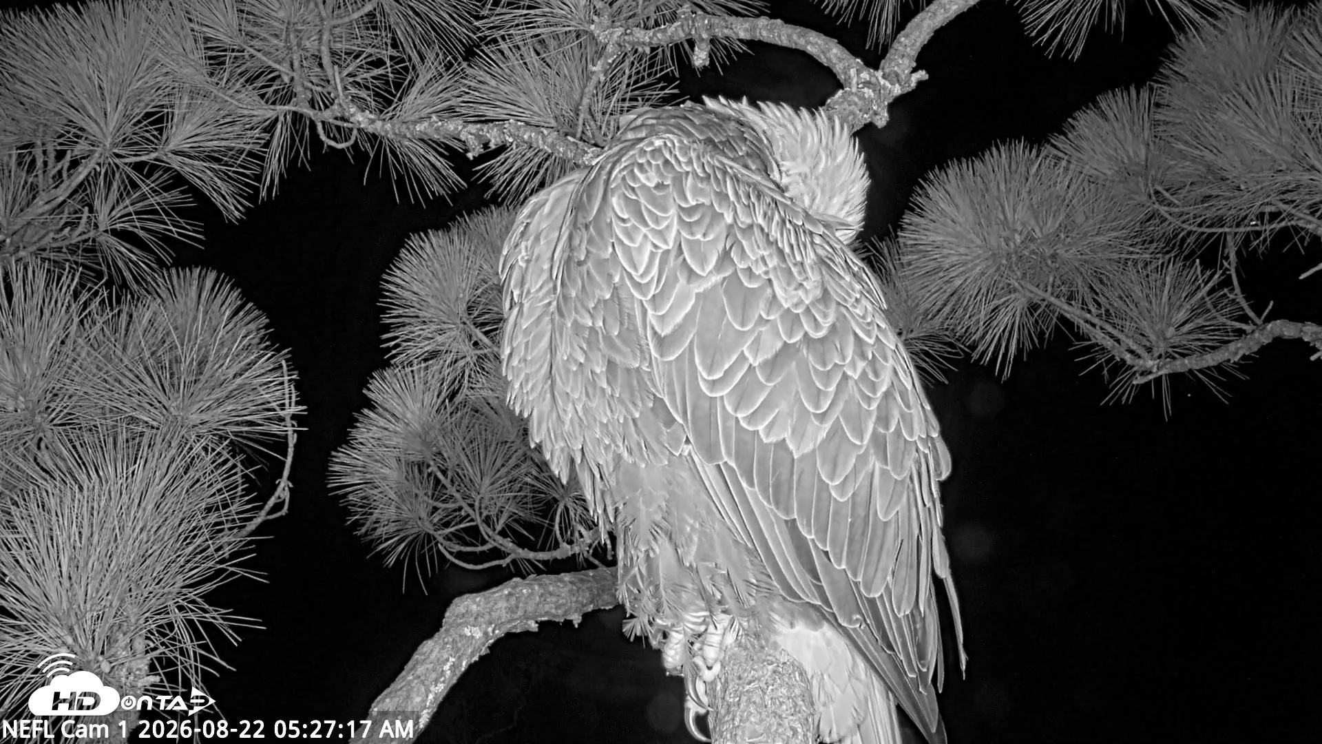 Snapshot of NE Florida Eagles Live Webcam taken Aug 22, 2026, 5:28am EDT