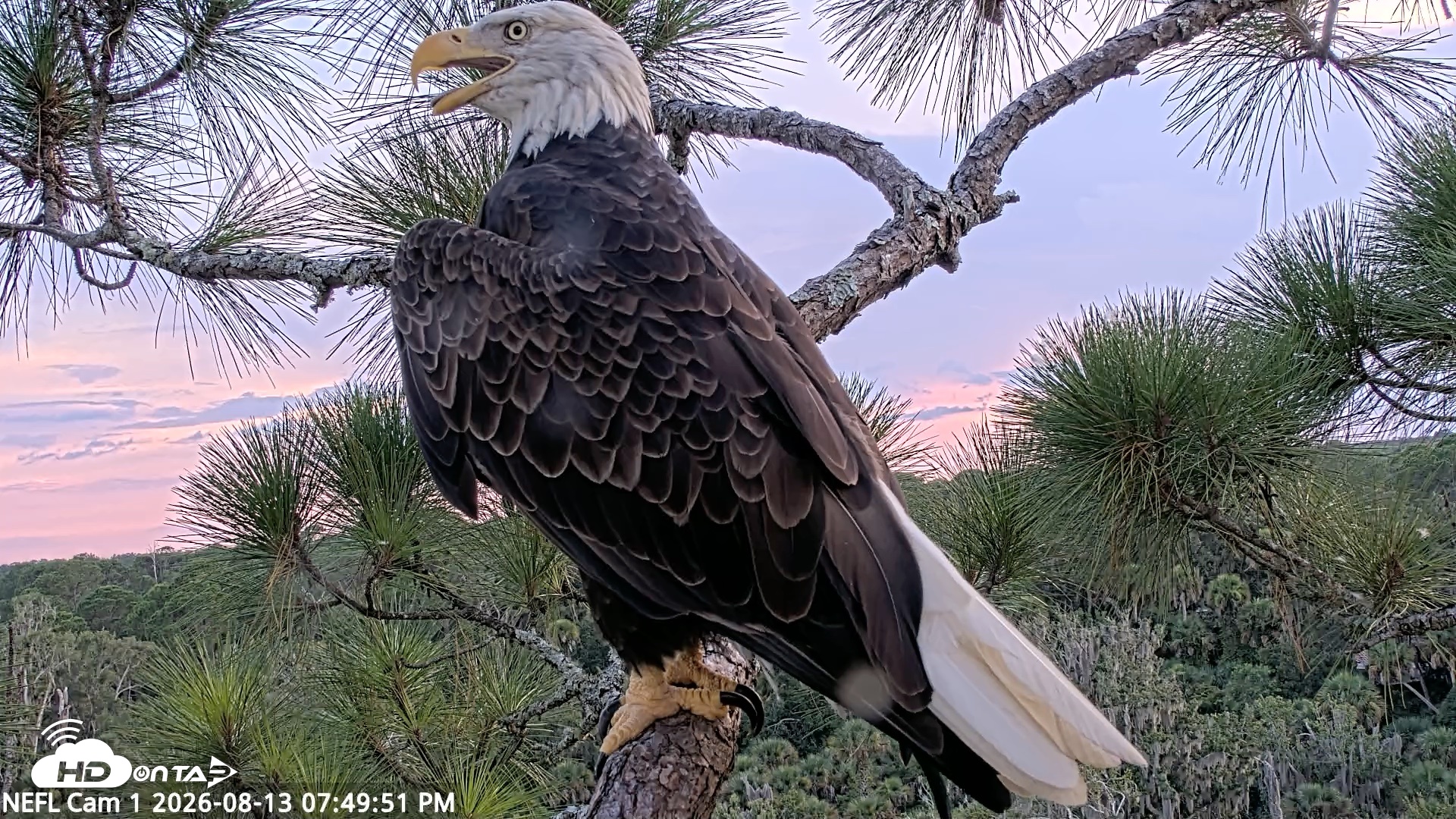 Snapshot of NE Florida Eagles Live Webcam taken Aug 13, 2026, 7:50pm EDT