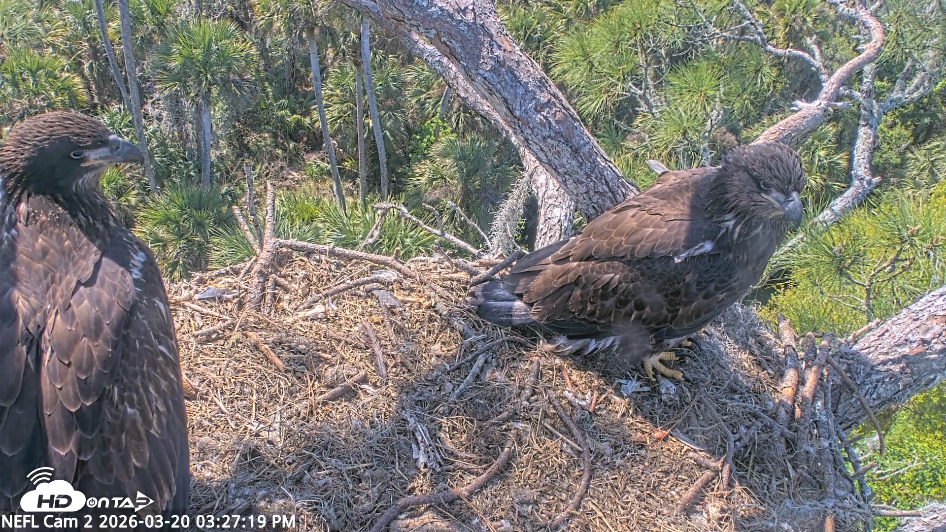 Snapshot of NE Florida Eagles Live Webcam taken Mar 20, 2026, 3:28pm EDT