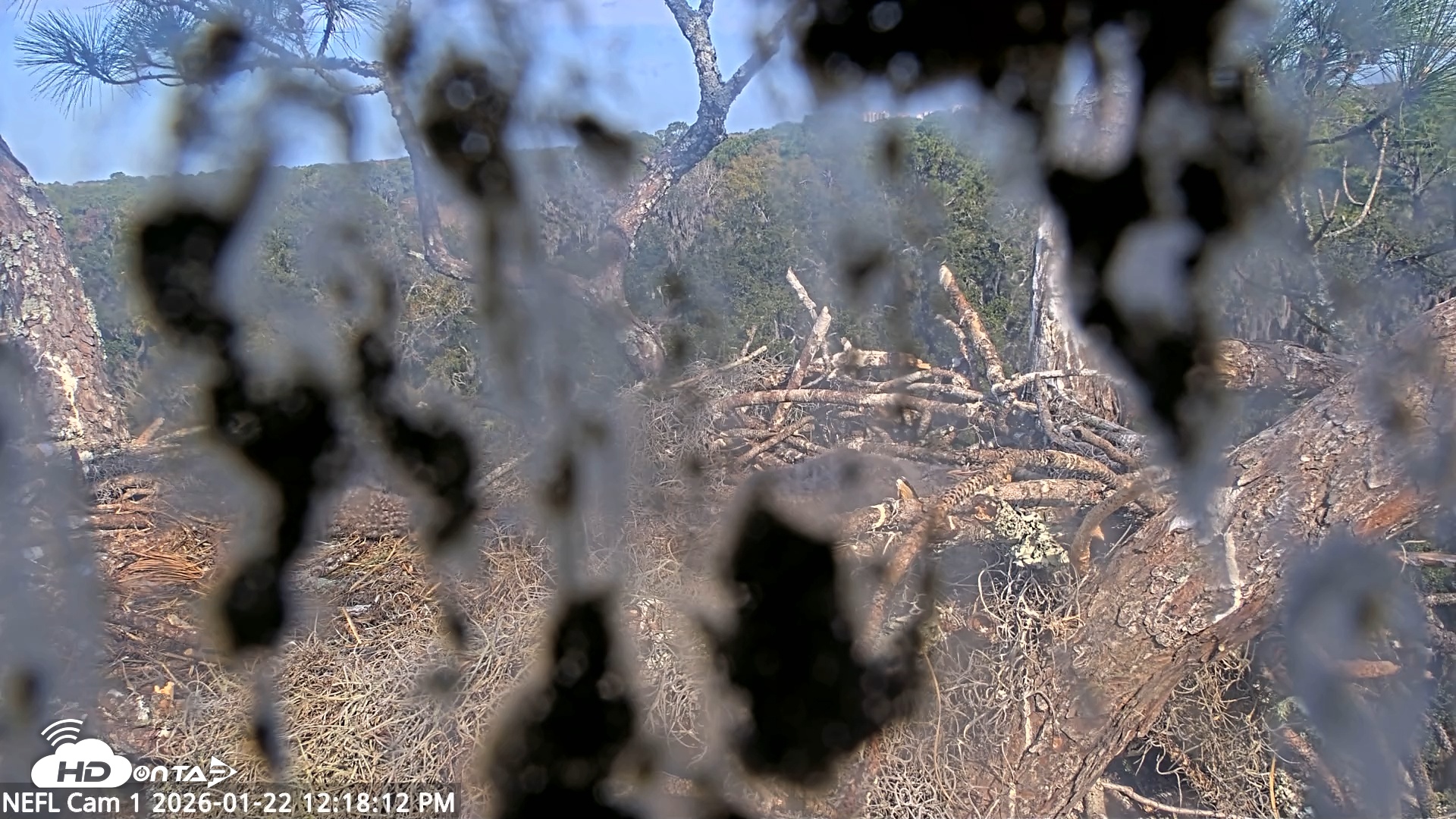 Snapshot of NE Florida Eagles Live Webcam taken Jan 22, 2026, 12:19pm EST