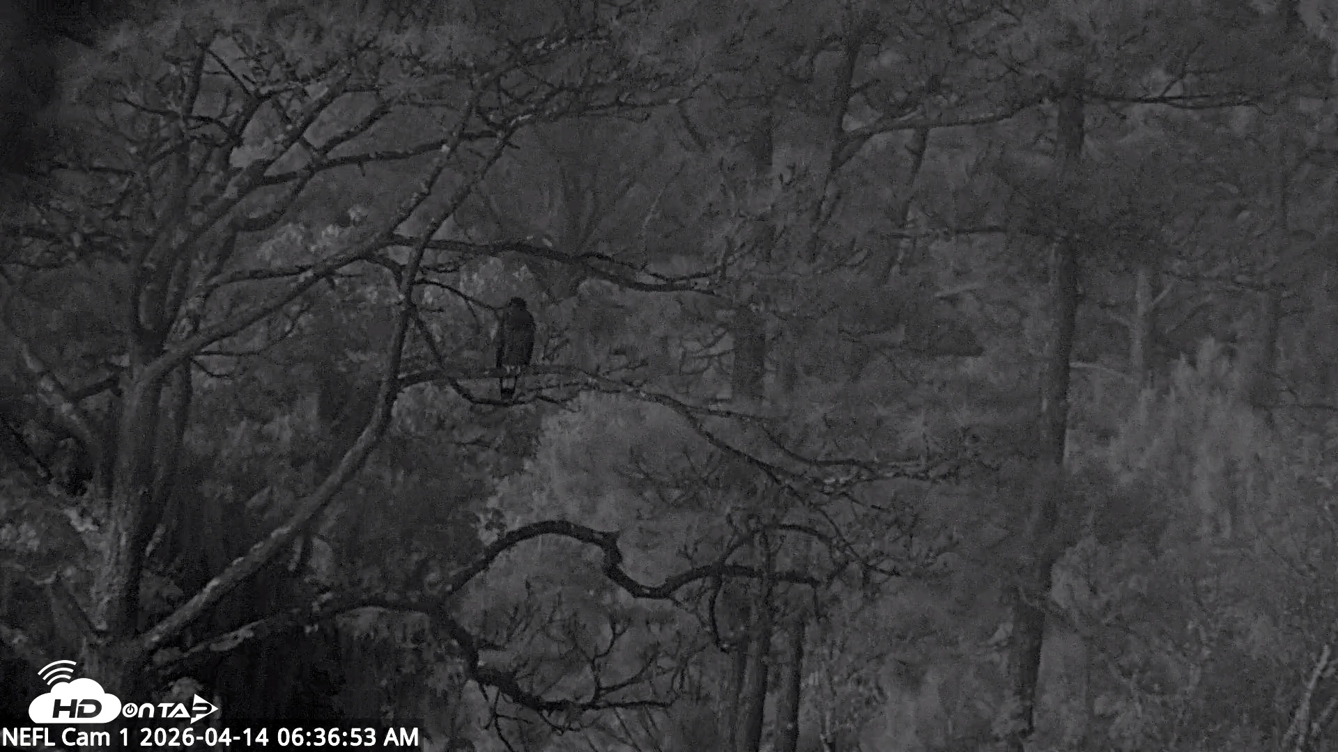 Snapshot of NE Florida Eagles Live Webcam taken Apr 14, 2026, 6:37am EDT