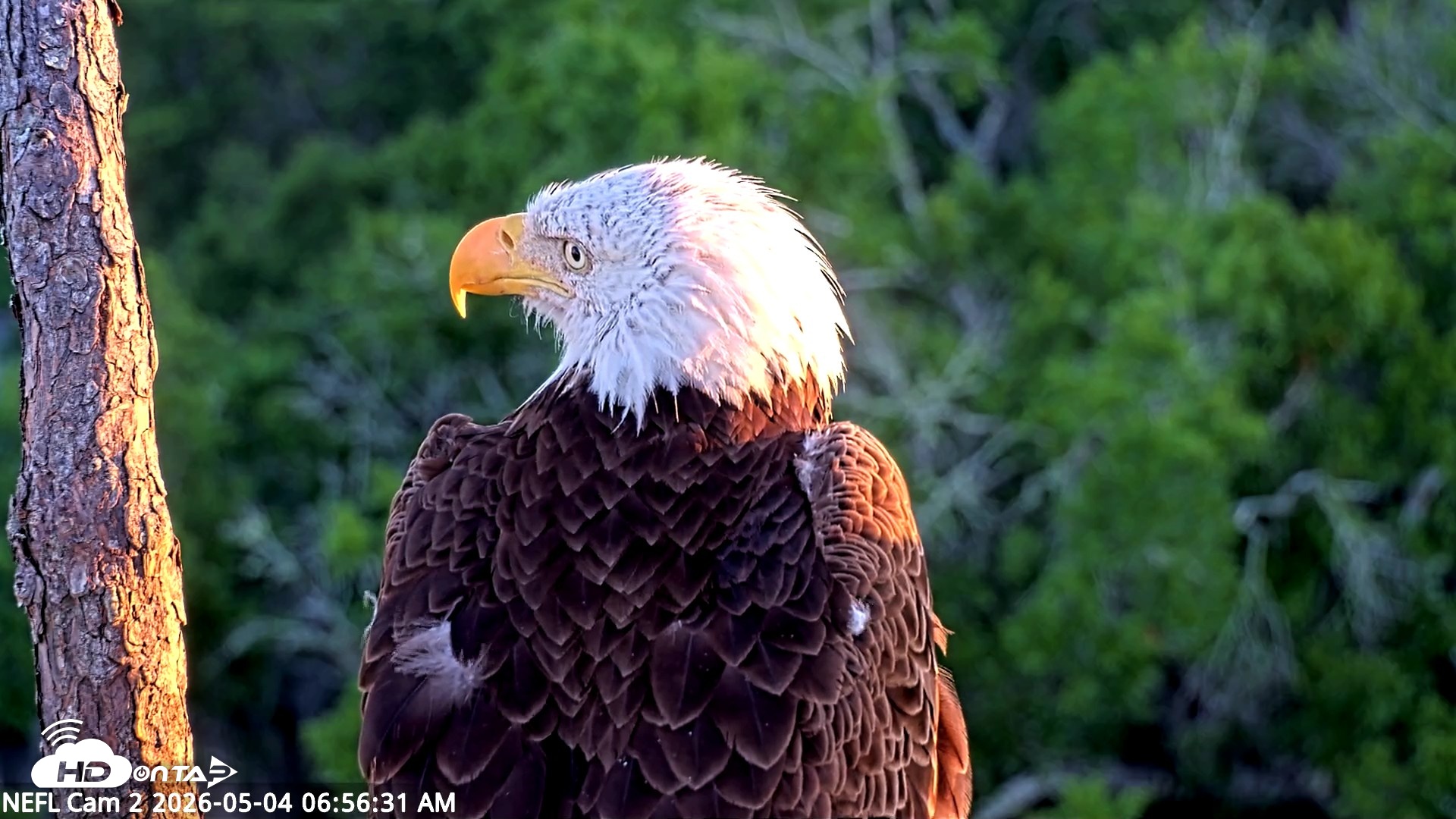 Snapshot of NE Florida Eagles Live Webcam taken May 4, 2026, 6:57am EDT