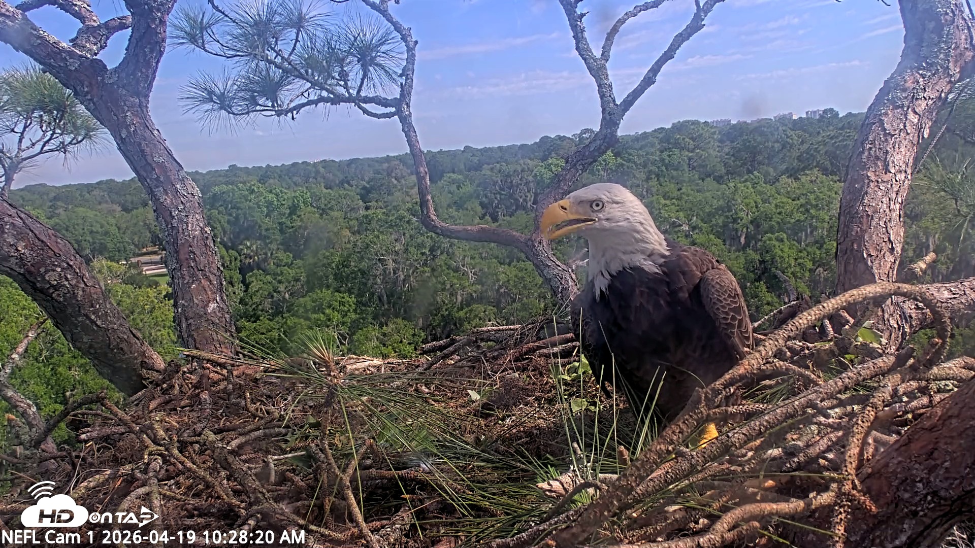 Snapshot of NE Florida Eagles Live Webcam taken Apr 19, 2026, 10:29am EDT