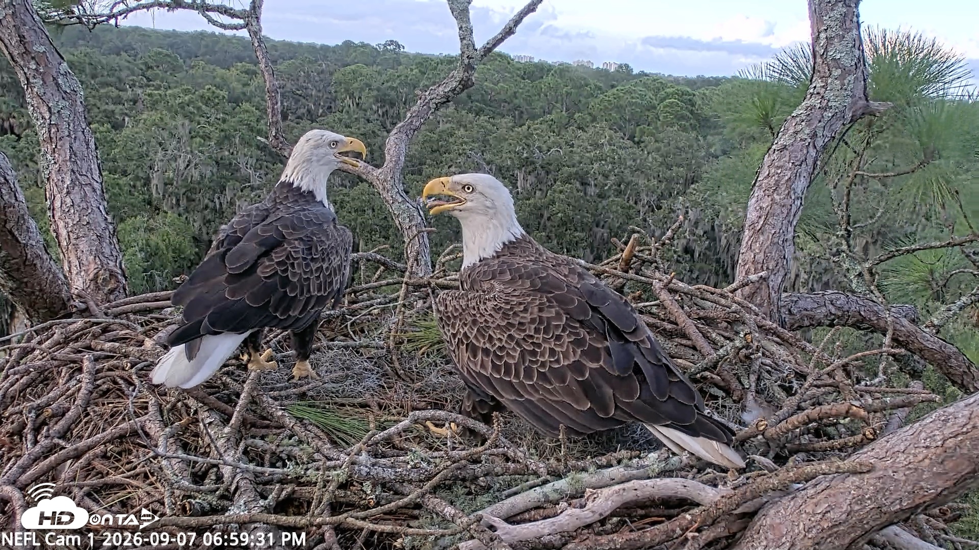 Snapshot of NE Florida Eagles Live Webcam taken Sep 7, 2026, 7:00pm EDT