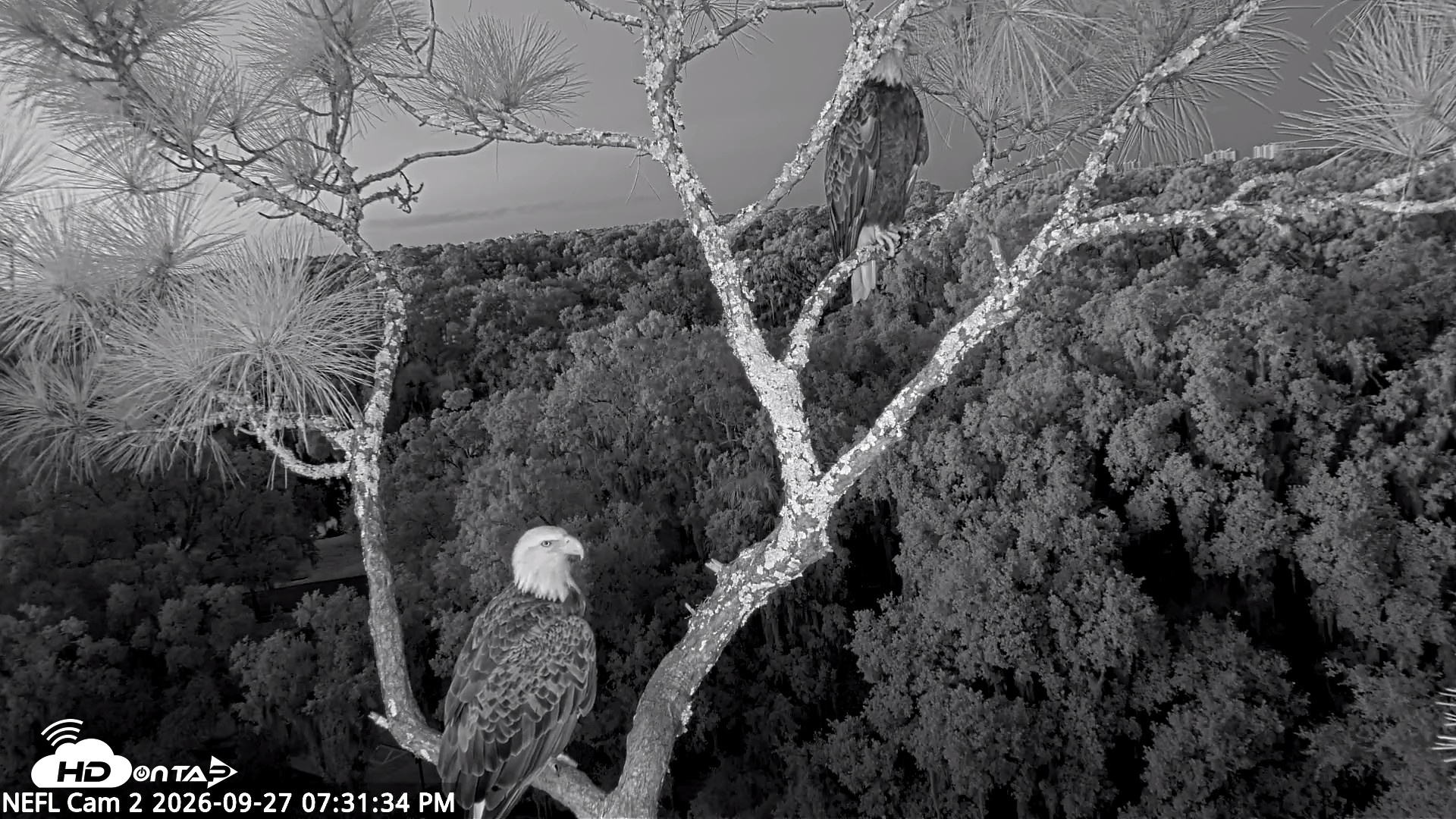 Snapshot of NE Florida Eagles Live Webcam taken Sep 27, 2026, 7:32pm EDT
