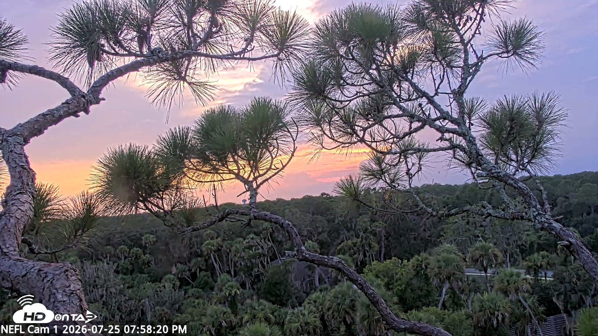 Snapshot of NE Florida Eagles Live Webcam taken Jul 25, 2026, 7:59pm EDT