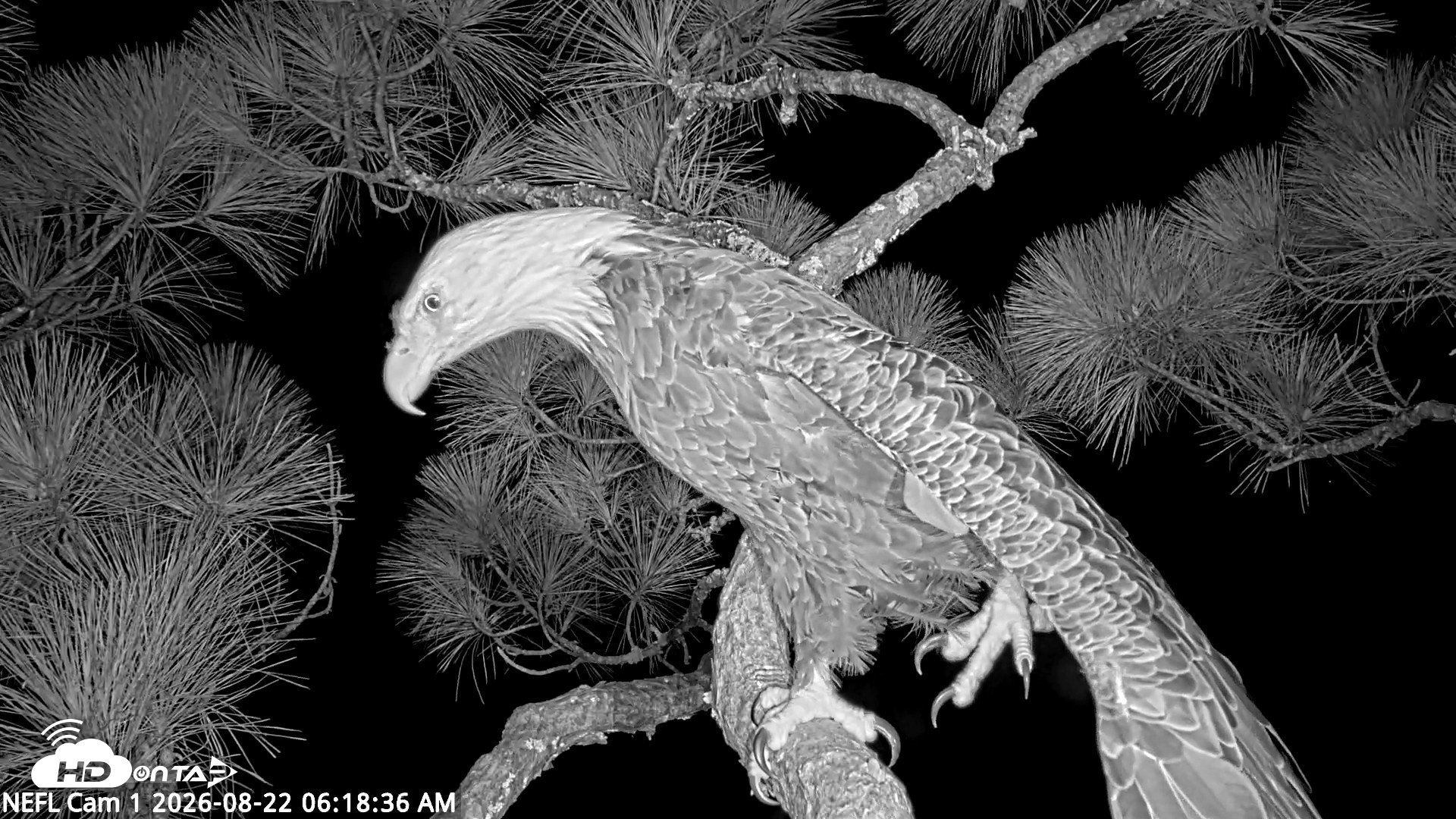 Snapshot of NE Florida Eagles Live Webcam taken Aug 22, 2026, 6:20am EDT