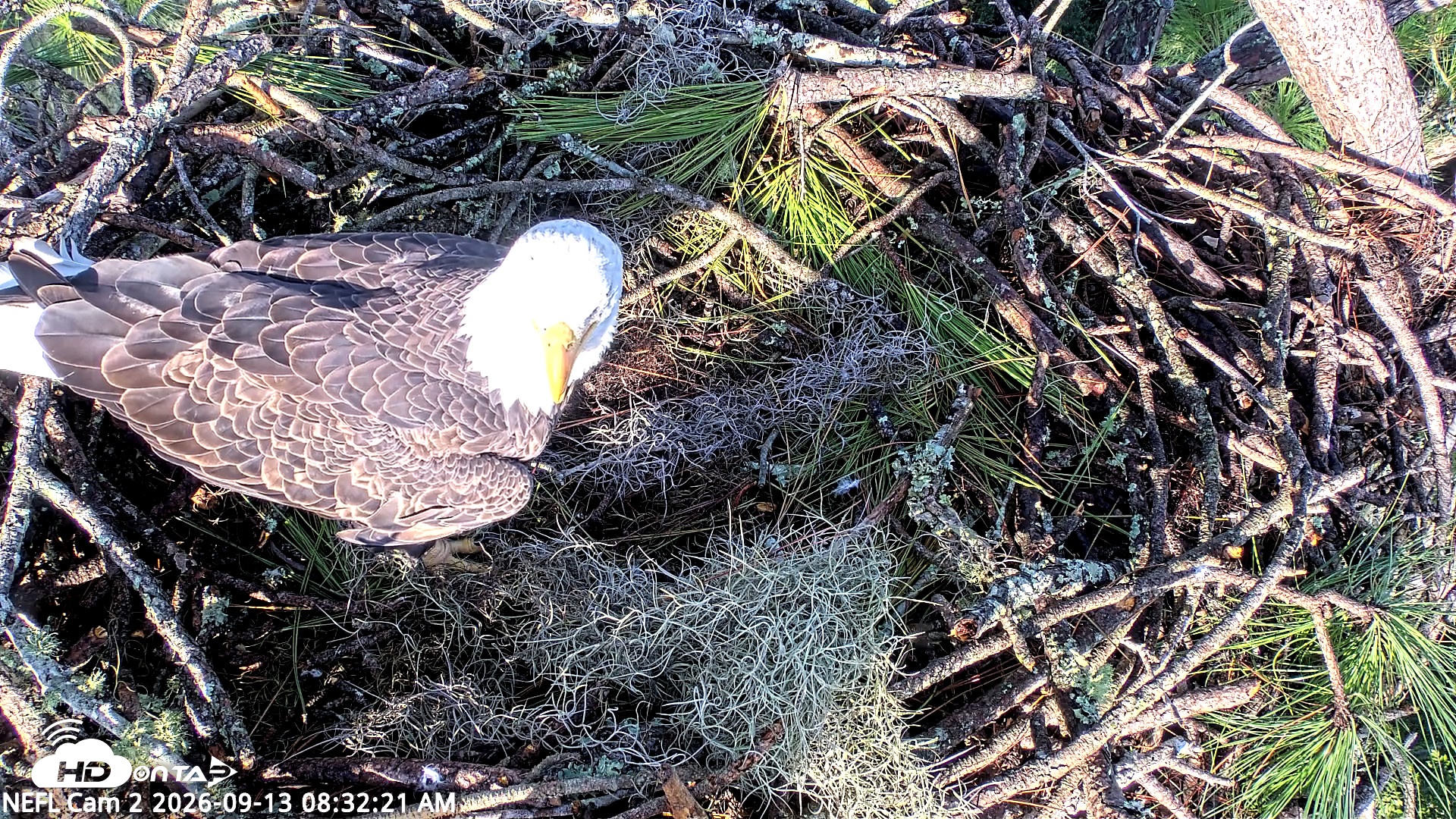 Snapshot of NE Florida Eagles Live Webcam taken Sep 13, 2026, 8:34am EDT