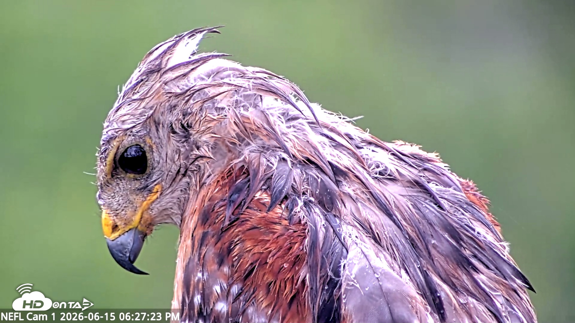 Snapshot of NE Florida Eagles Live Webcam taken Jun 15, 2026, 6:28pm EDT