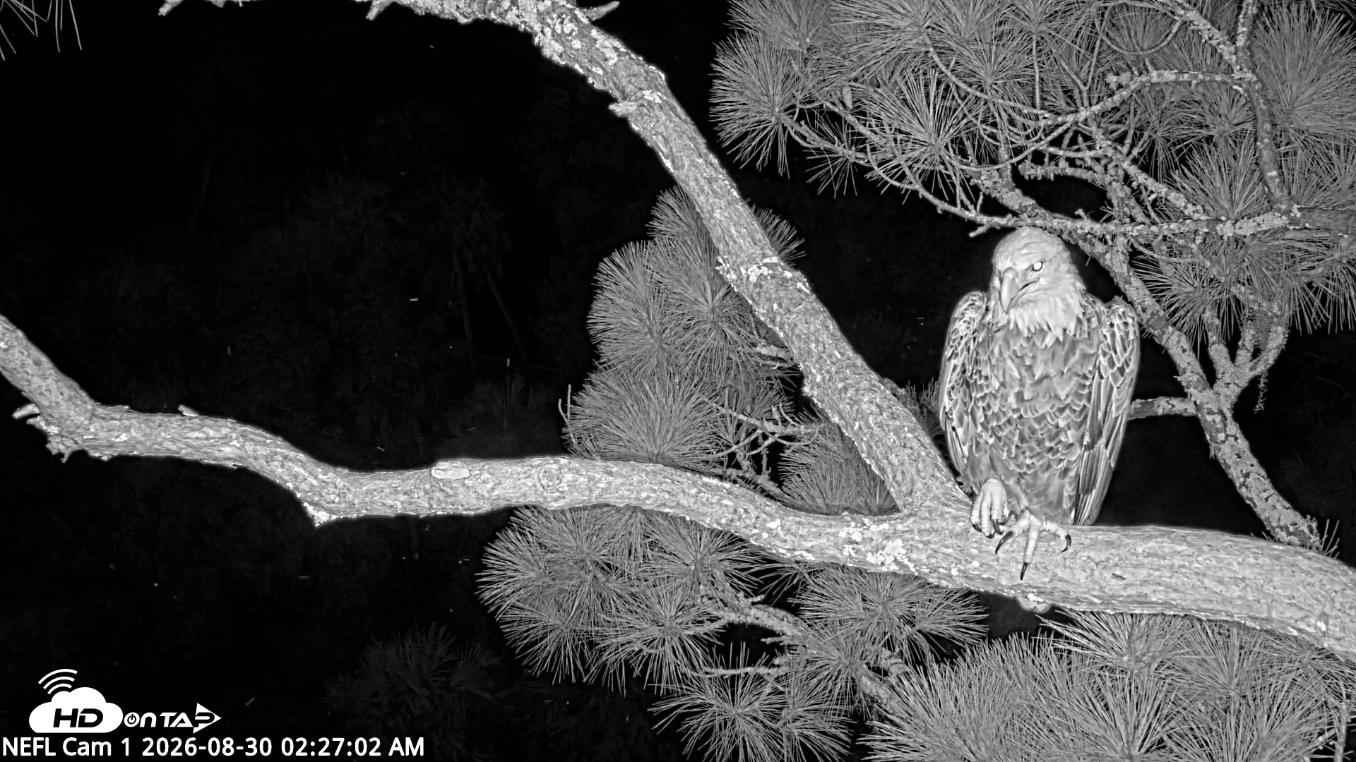 Snapshot of NE Florida Eagles Live Webcam taken Aug 30, 2026, 2:28am EDT