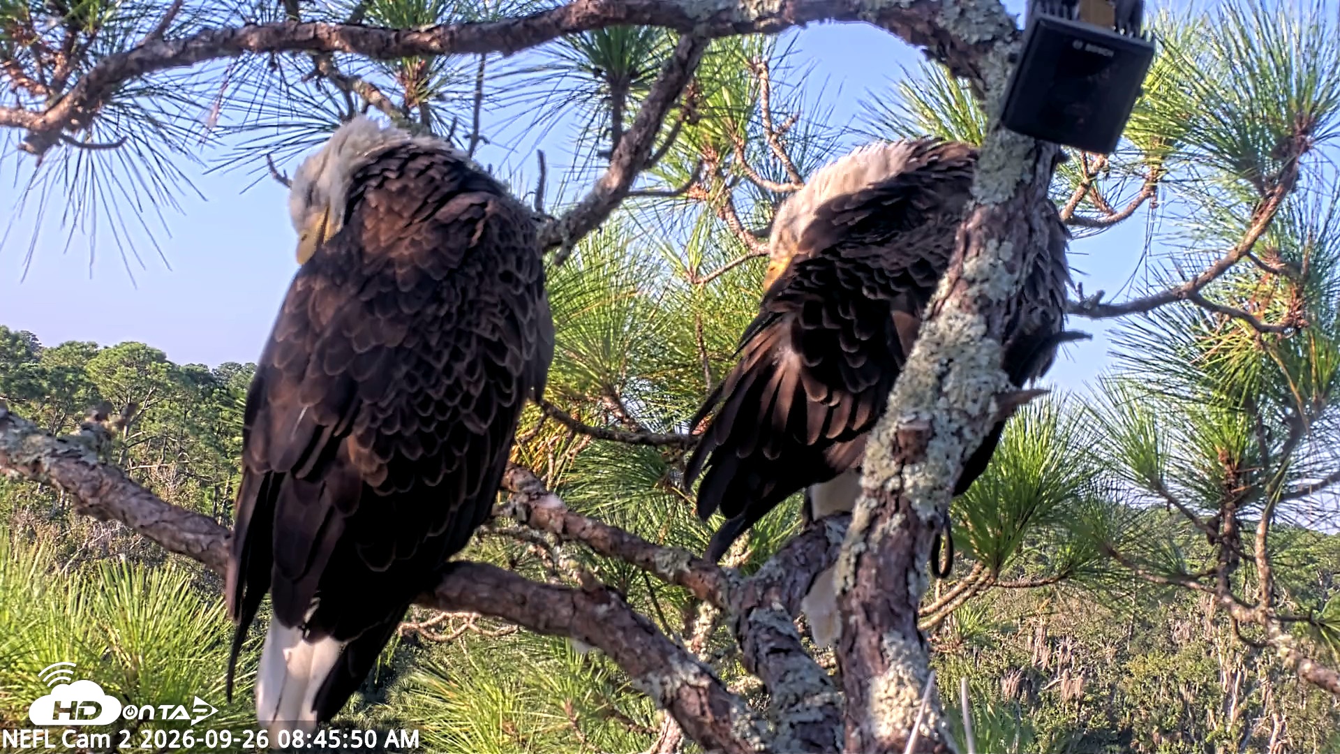 Snapshot of NE Florida Eagles Live Webcam taken Sep 26, 2026, 8:46am EDT