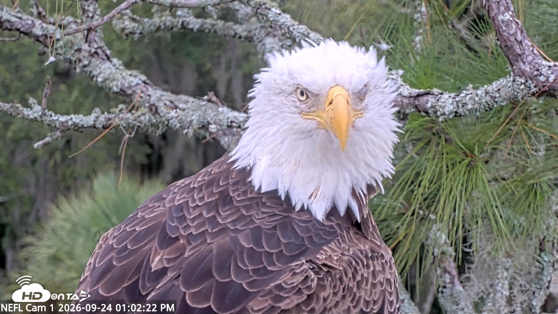 Snapshot of NE Florida Eagles Live Webcam taken Sep 24, 2026, 1:03pm EDT