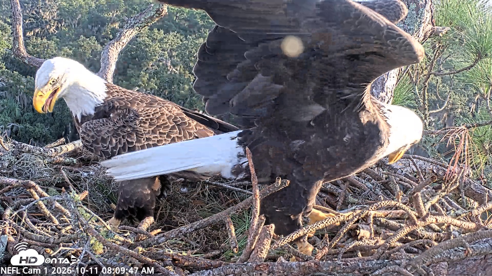 Snapshot of NE Florida Eagles Live Webcam taken Oct 11, 2026, 8:10am EDT