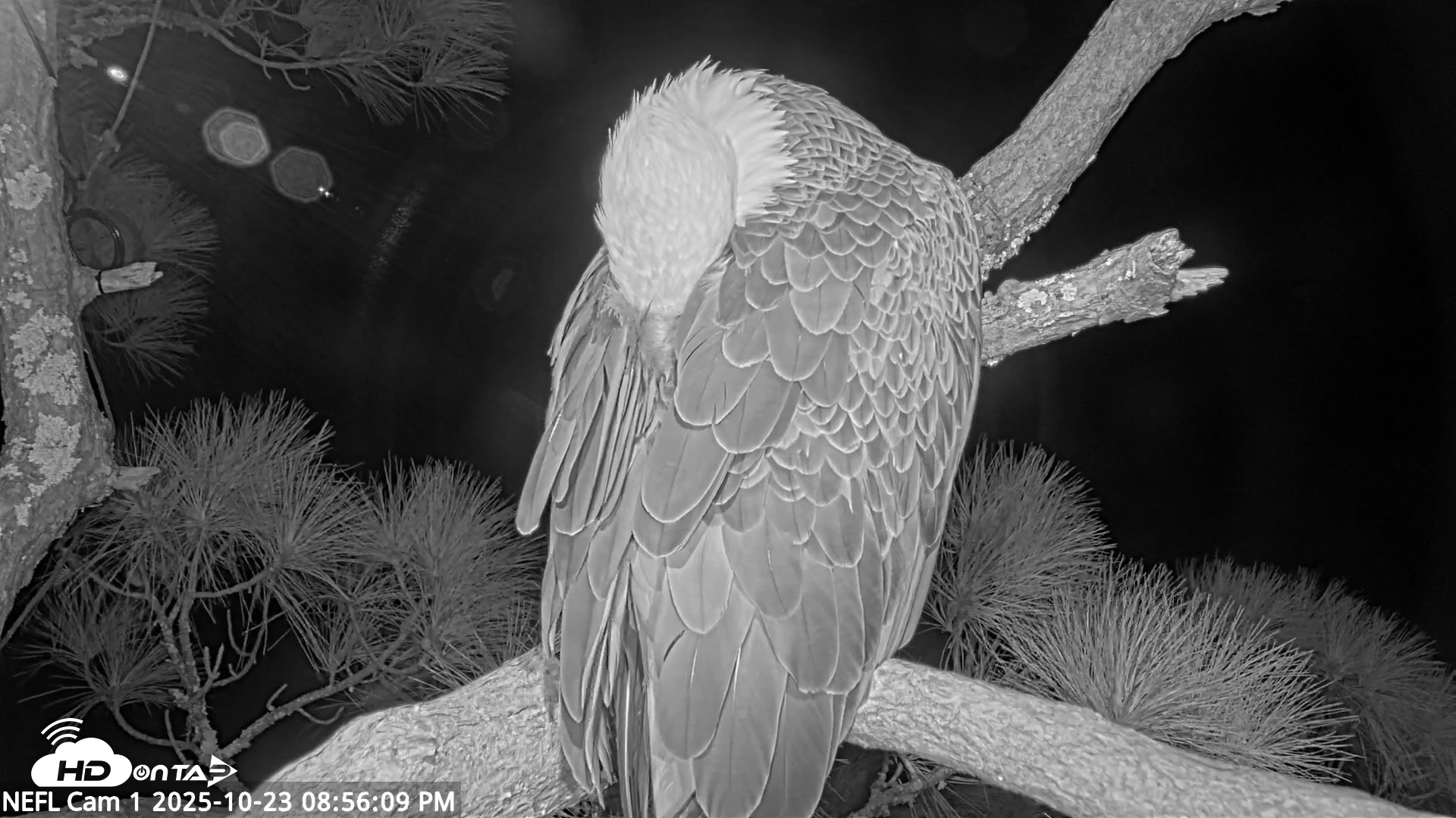 Snapshot of NE Florida Eagles Live Webcam taken Oct 23, 2025, 8:57pm EDT