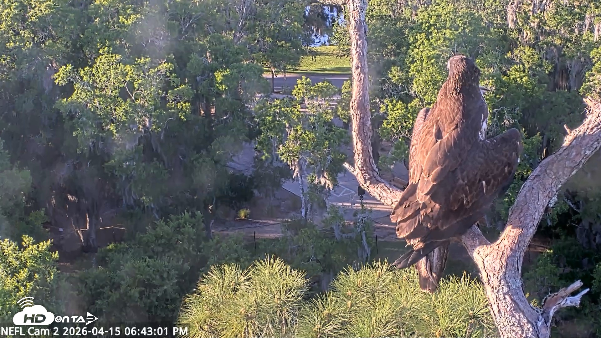 Snapshot of NE Florida Eagles Live Webcam taken Apr 15, 2026, 6:45pm EDT