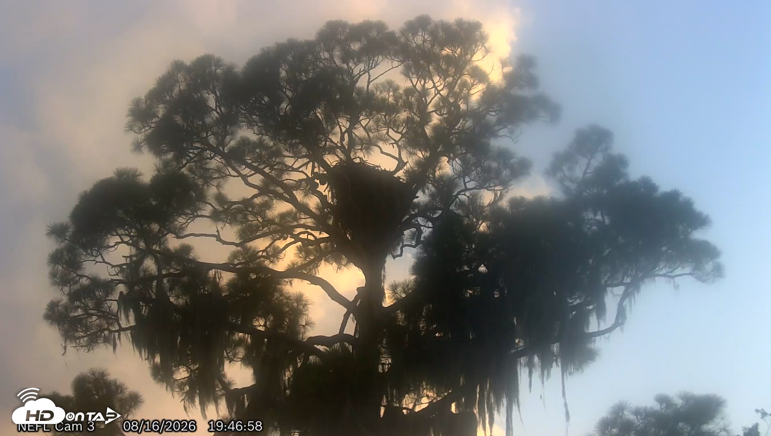 Snapshot of NE Florida Eagles Live Webcam taken Aug 16, 2026, 7:47pm EDT