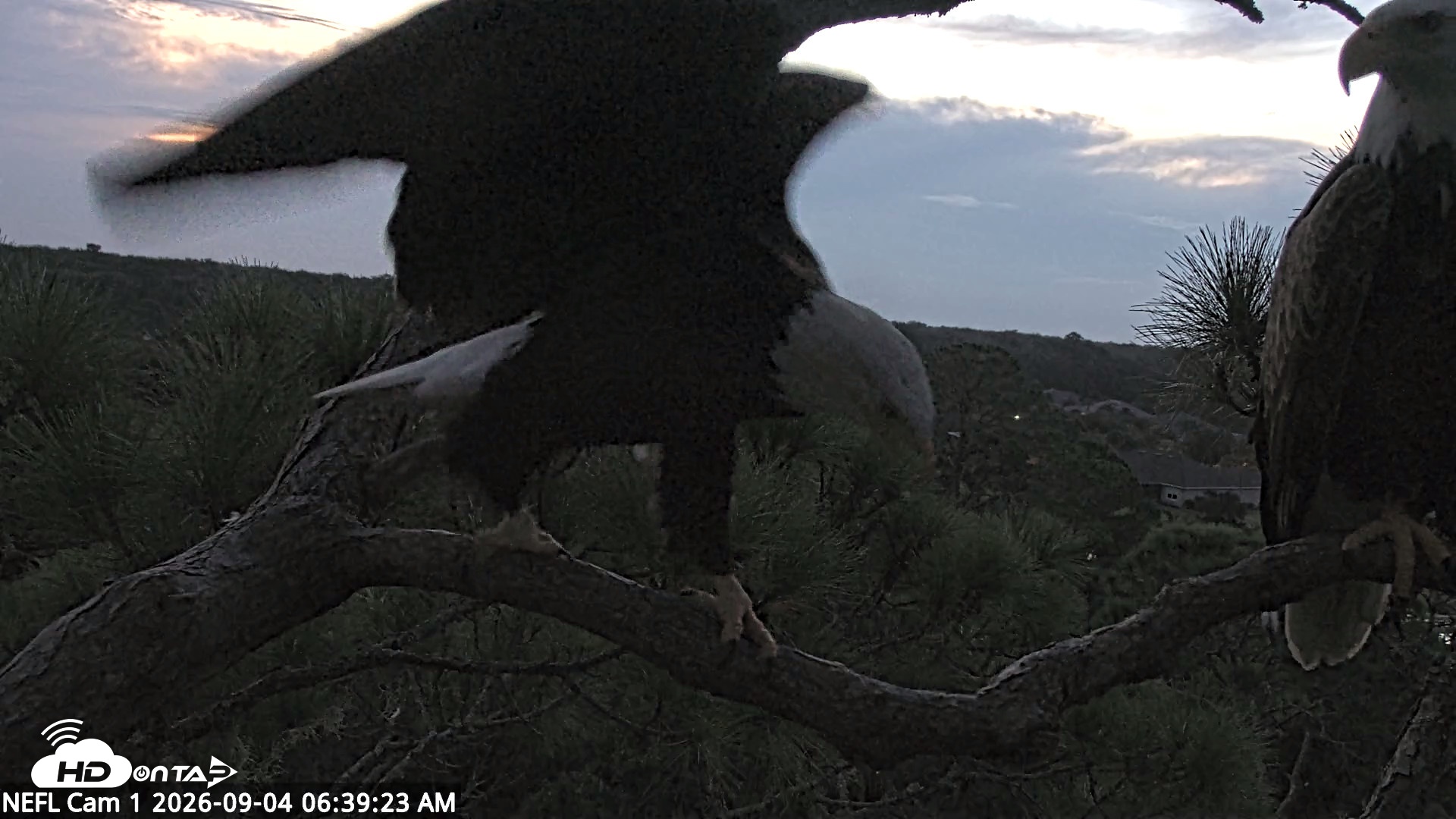 Snapshot of NE Florida Eagles Live Webcam taken Sep 4, 2026, 6:40am EDT