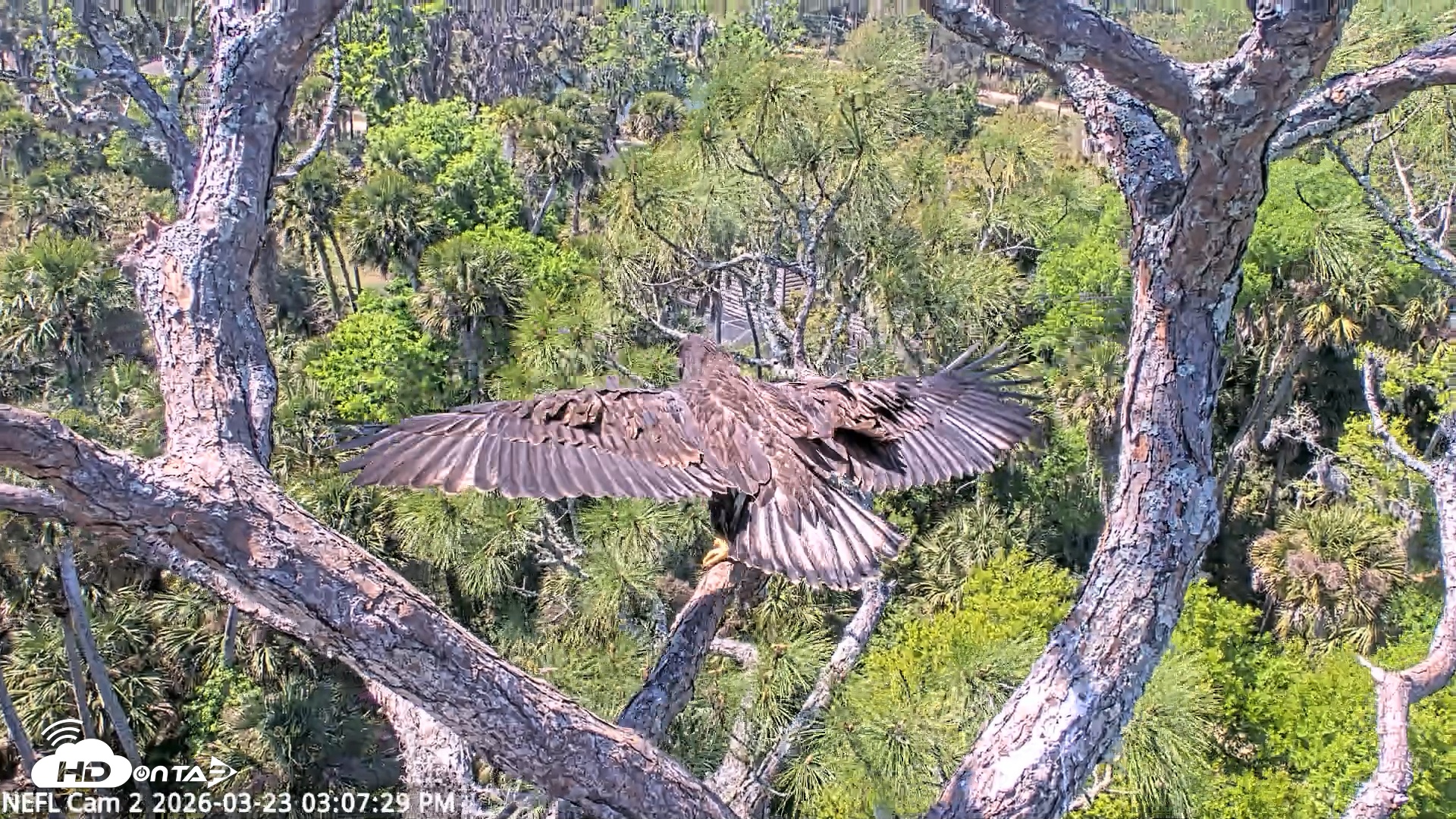 Snapshot of NE Florida Eagles Live Webcam taken Mar 23, 2026, 3:08pm EDT