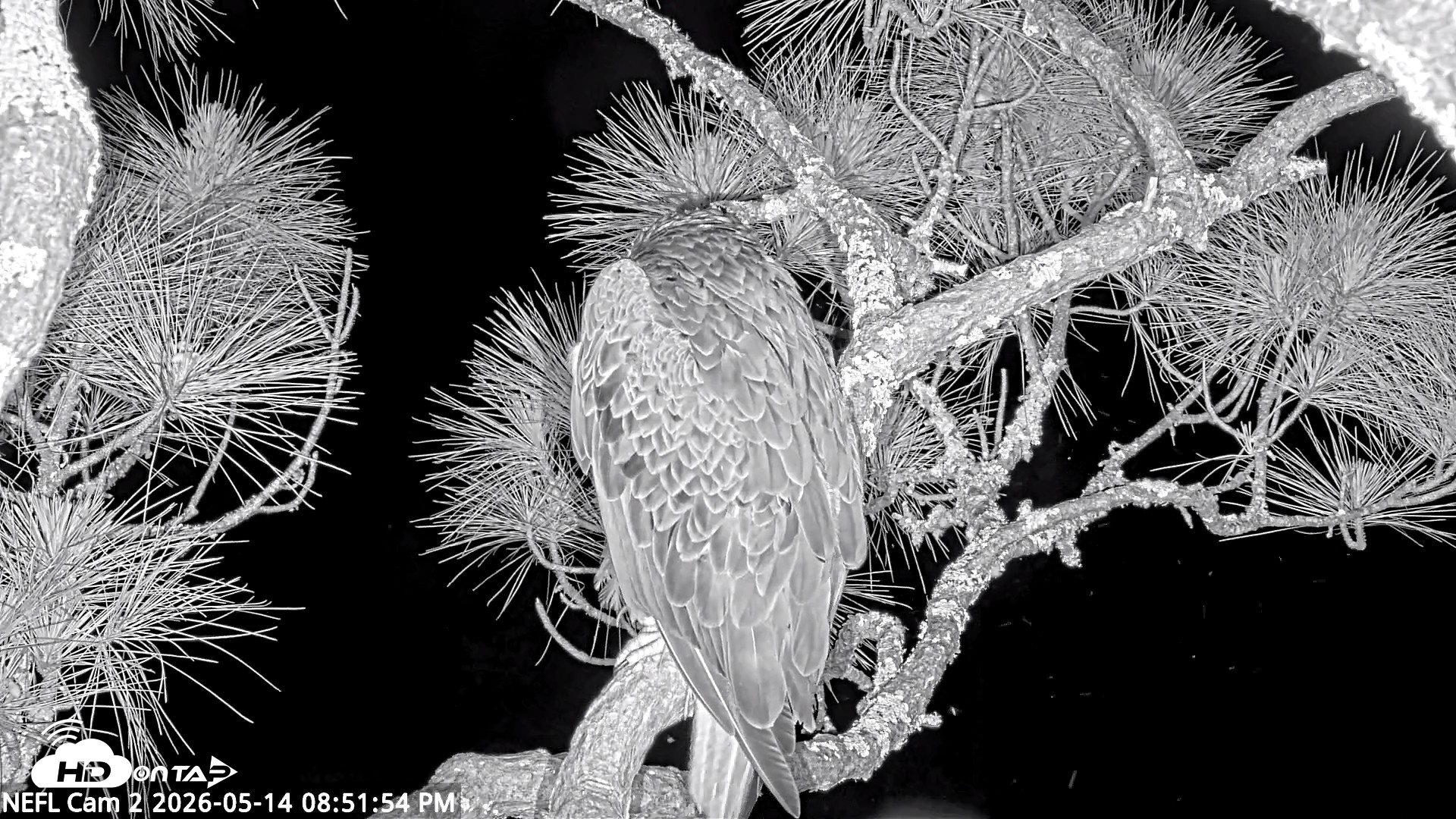 Snapshot of NE Florida Eagles Live Webcam taken May 14, 2026, 8:52pm EDT