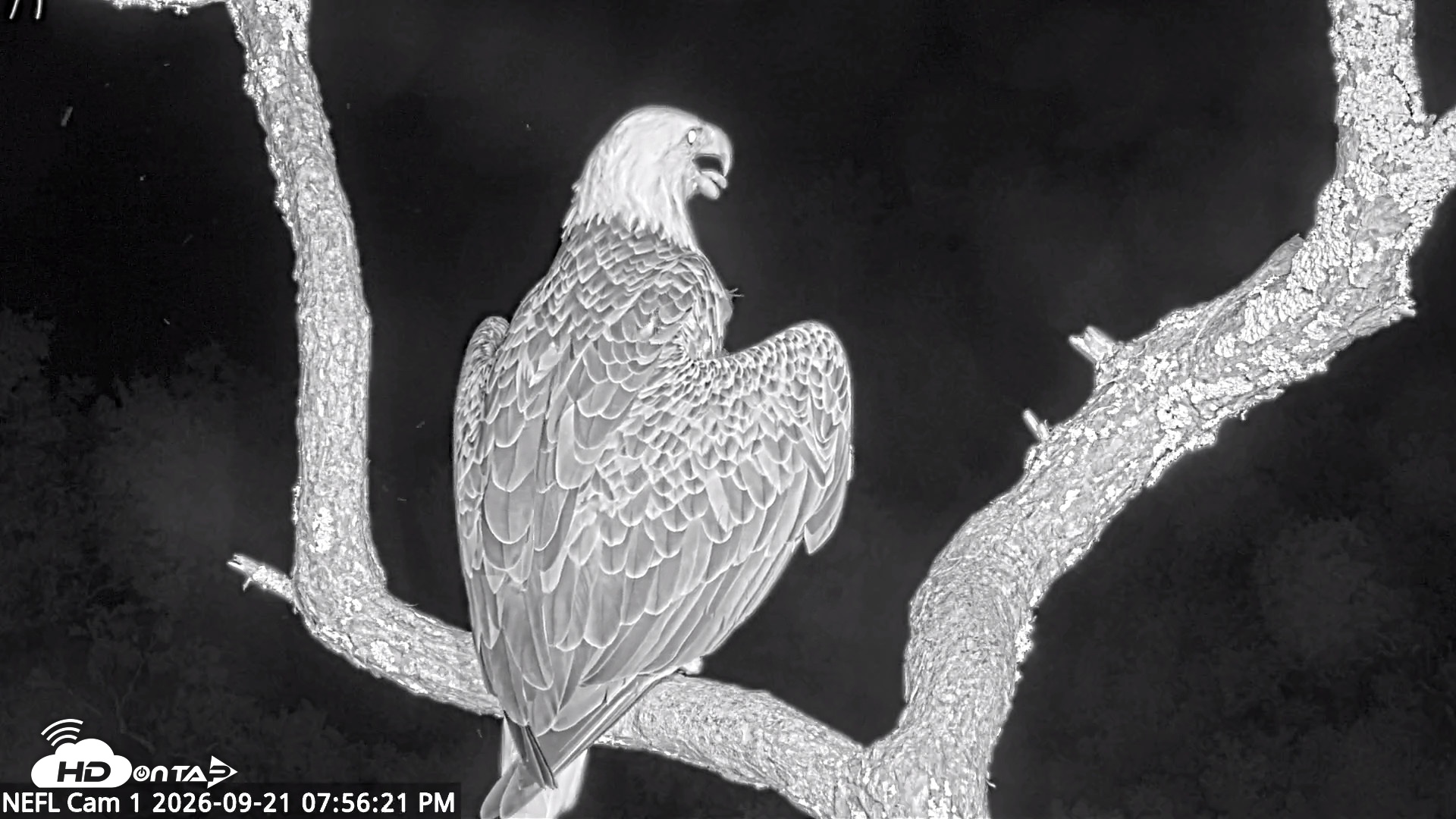 Snapshot of NE Florida Eagles Live Webcam taken Sep 21, 2026, 7:57pm EDT
