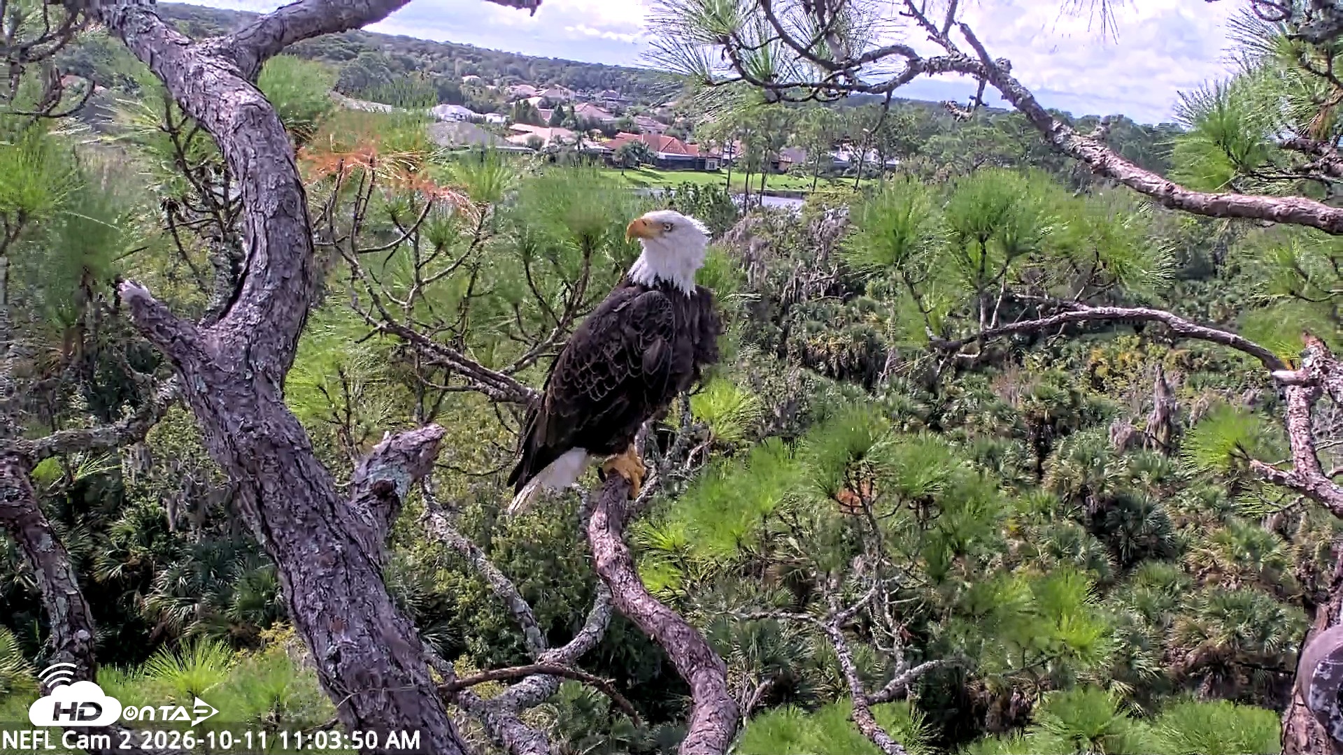 Snapshot of NE Florida Eagles Live Webcam taken Oct 11, 2026, 11:05am EDT