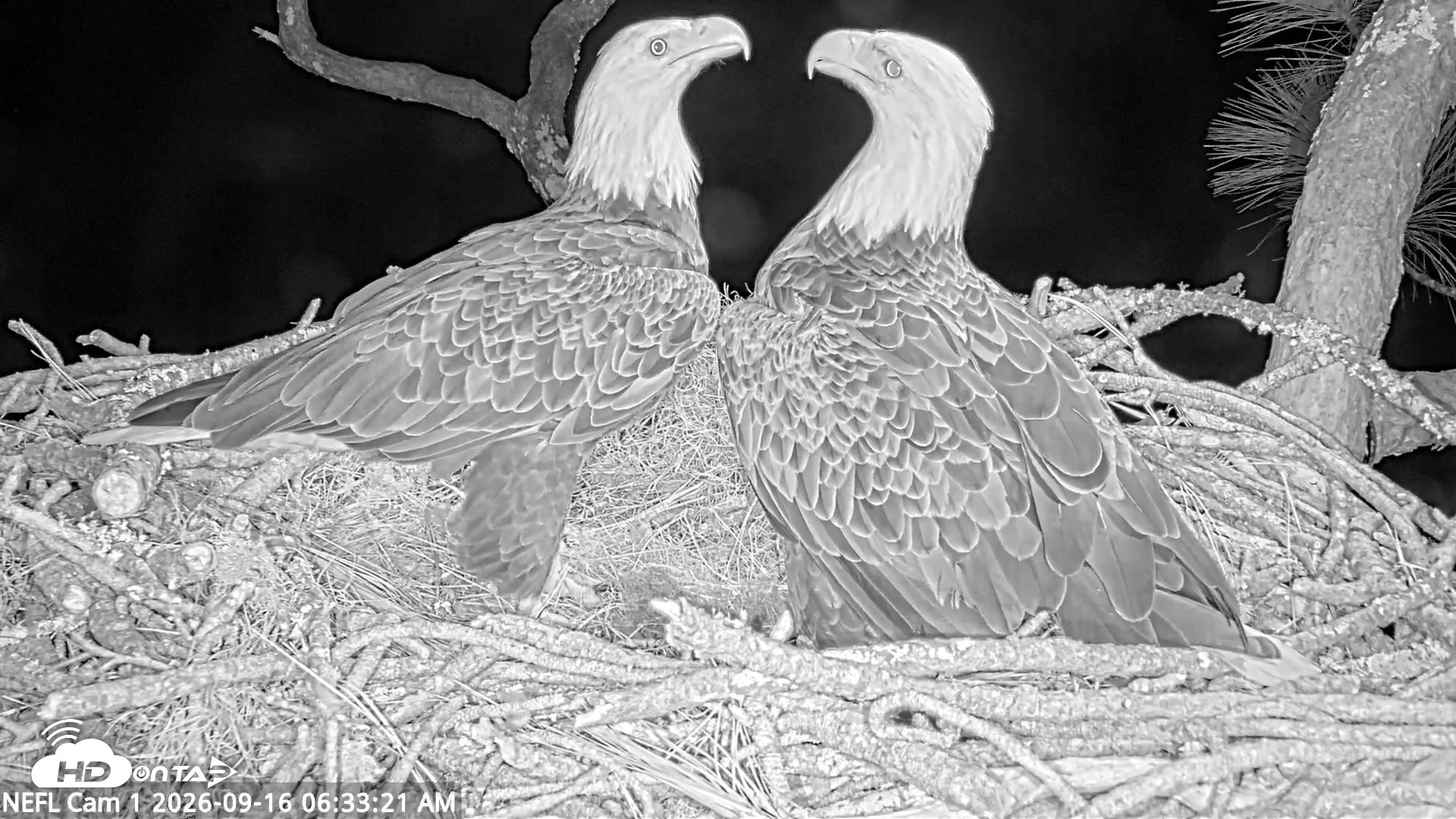 Snapshot of NE Florida Eagles Live Webcam taken Sep 16, 2026, 6:34am EDT