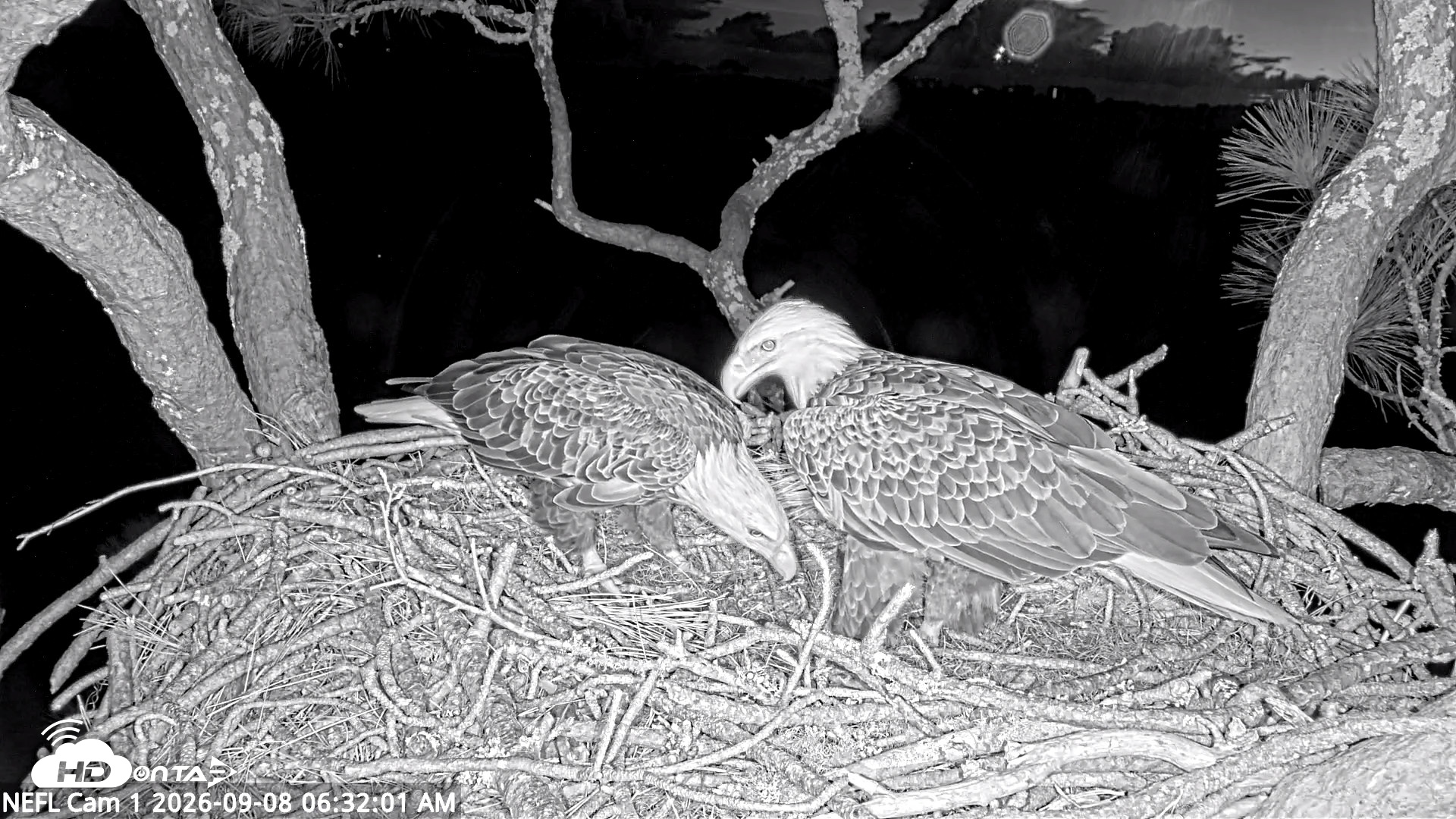 Snapshot of NE Florida Eagles Live Webcam taken Sep 8, 2026, 6:33am EDT