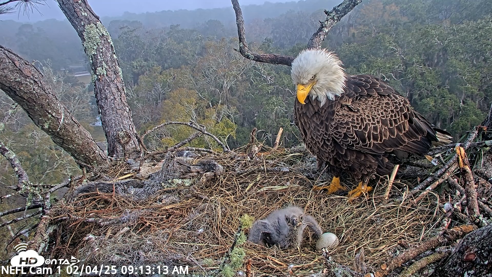 Snapshot of NE Florida Eagles Live Webcam taken Feb 4, 2025, 9:13am EST