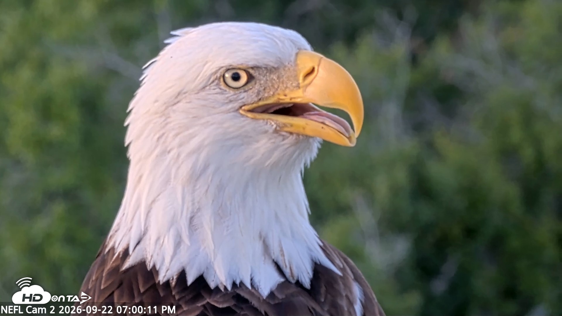 Snapshot of NE Florida Eagles Live Webcam taken Sep 22, 2026, 7:00pm EDT