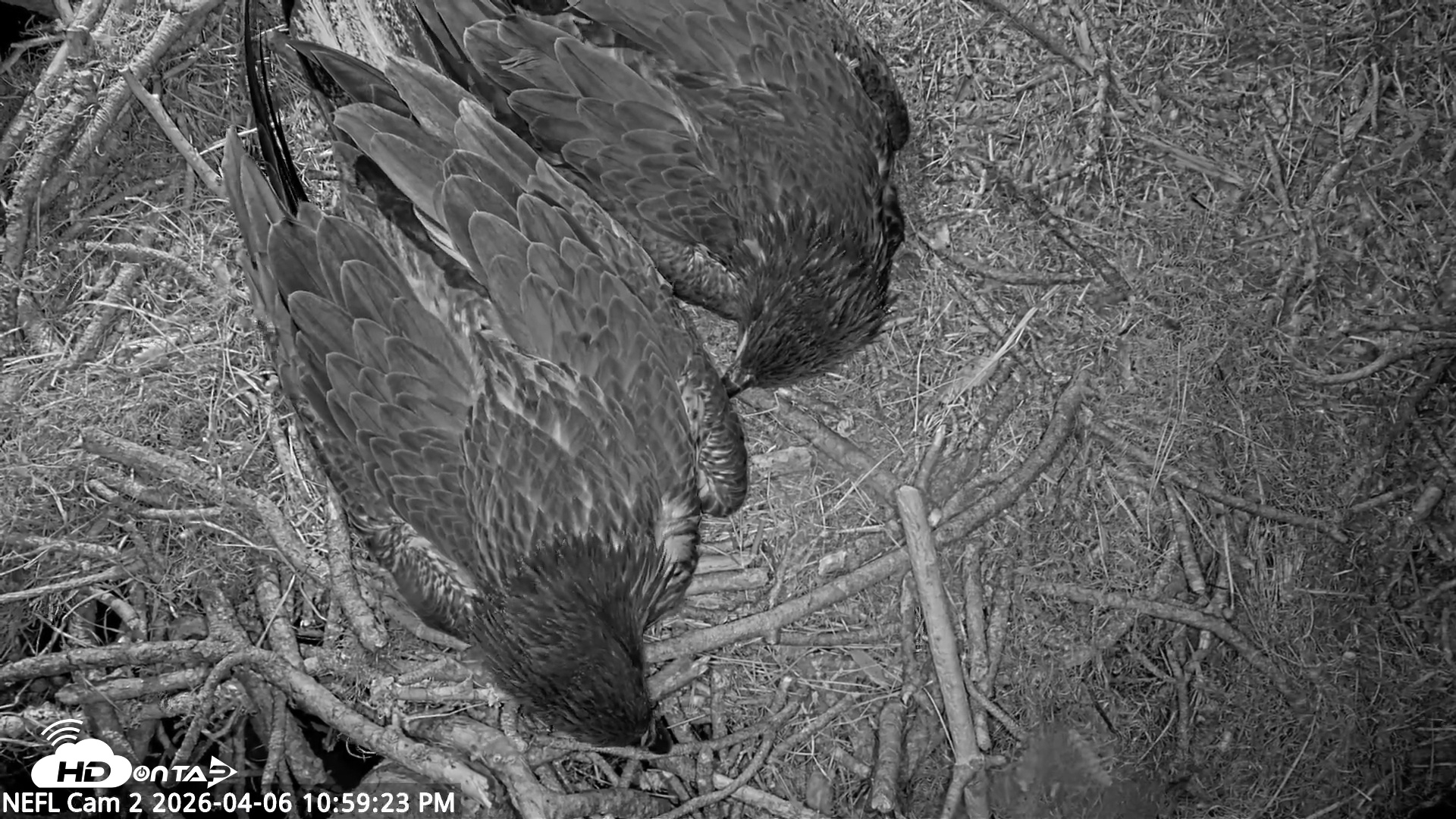 Snapshot of NE Florida Eagles Live Webcam taken Apr 6, 2026, 11:00pm EDT